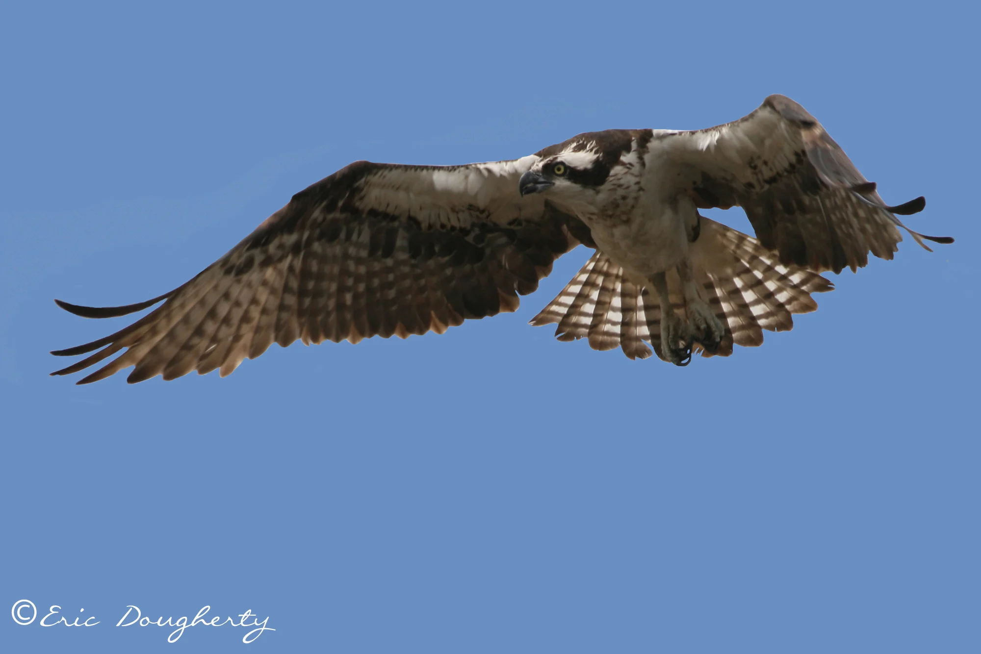 Osprey Landing