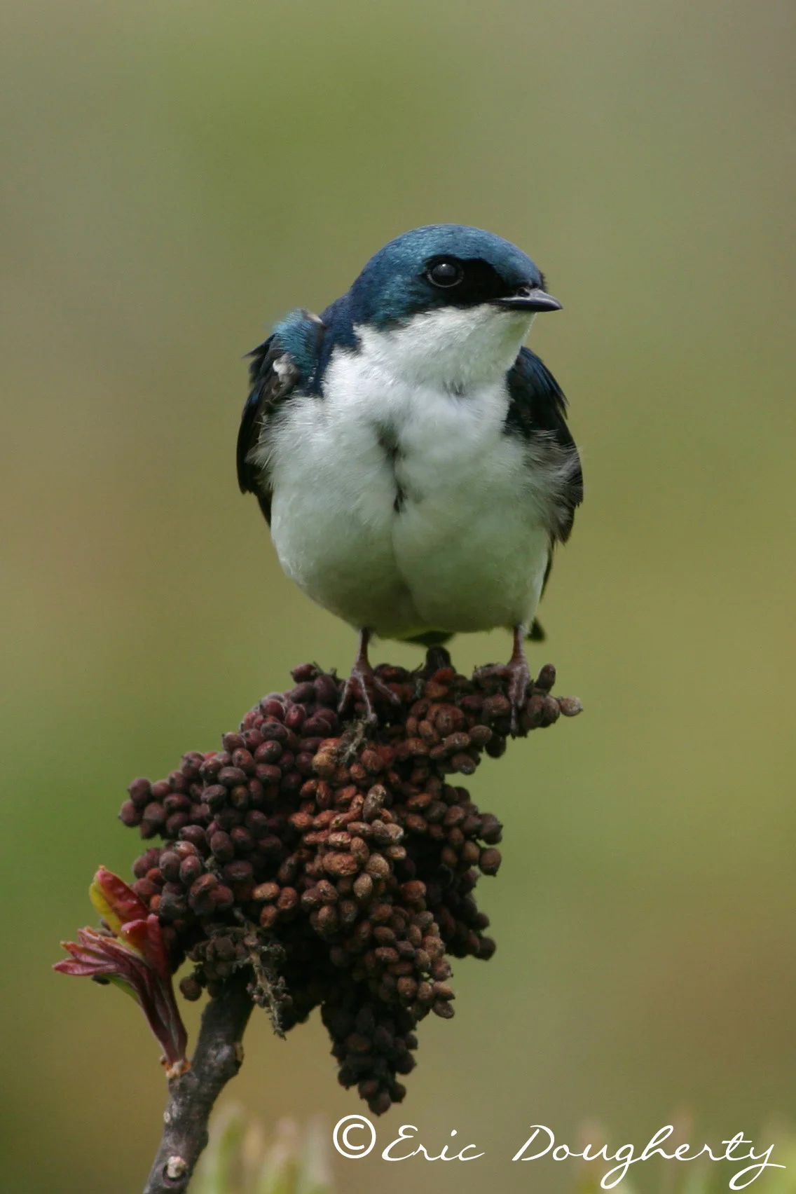 Tree Swallow