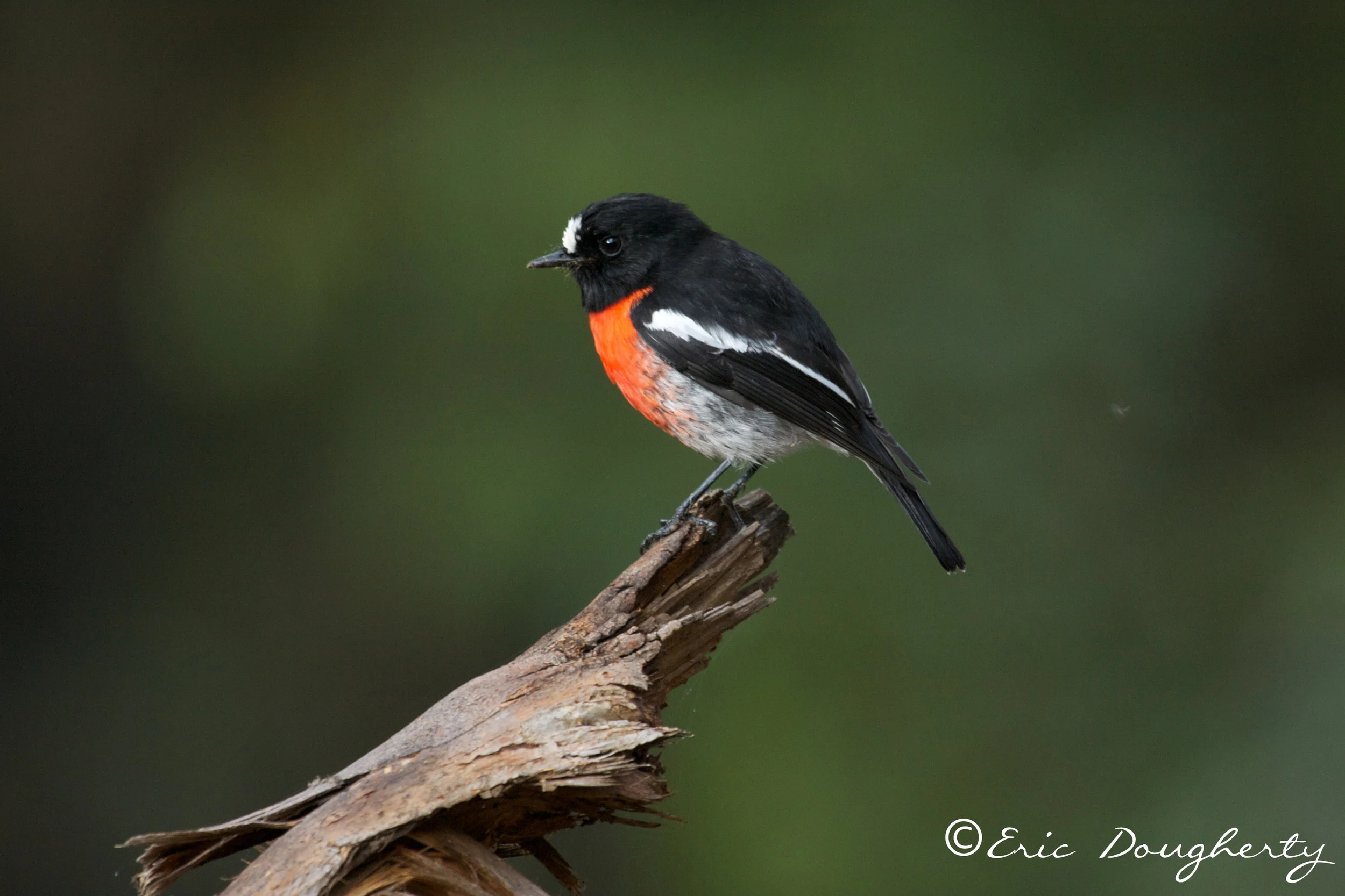 Male Scarlet Robin
