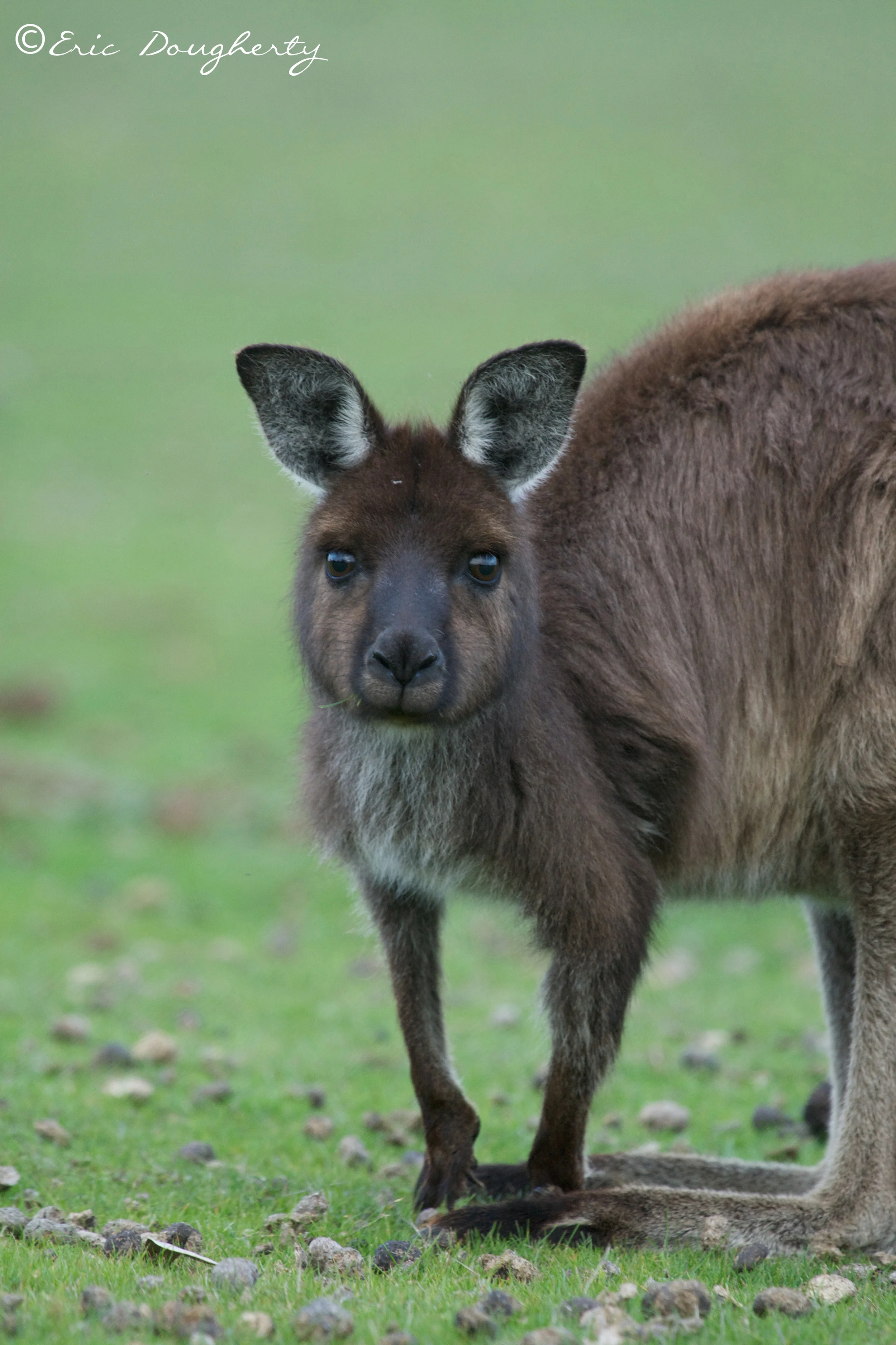Kangaroo Island Grey Kangaroo