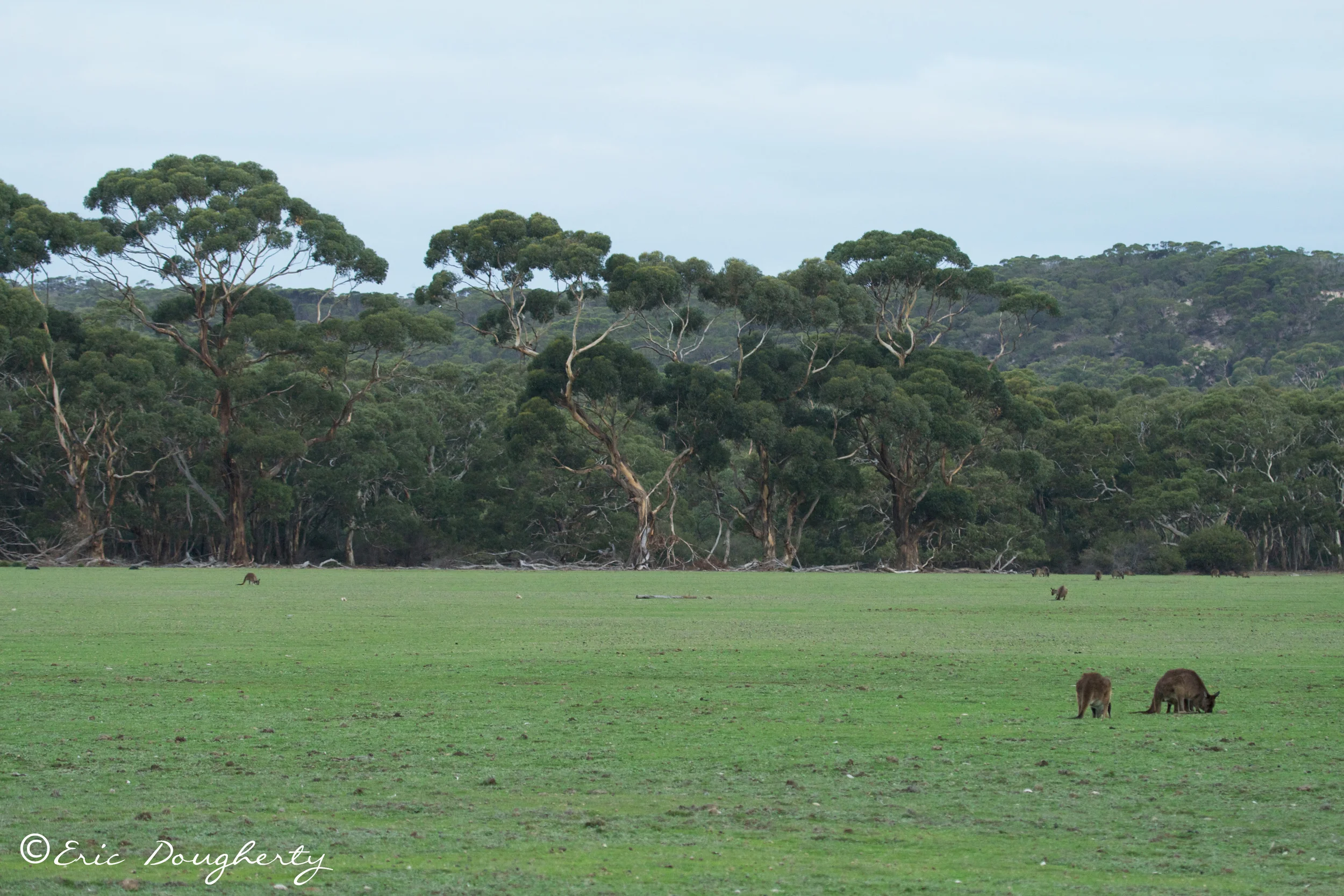 Kangaroo Island Landscape