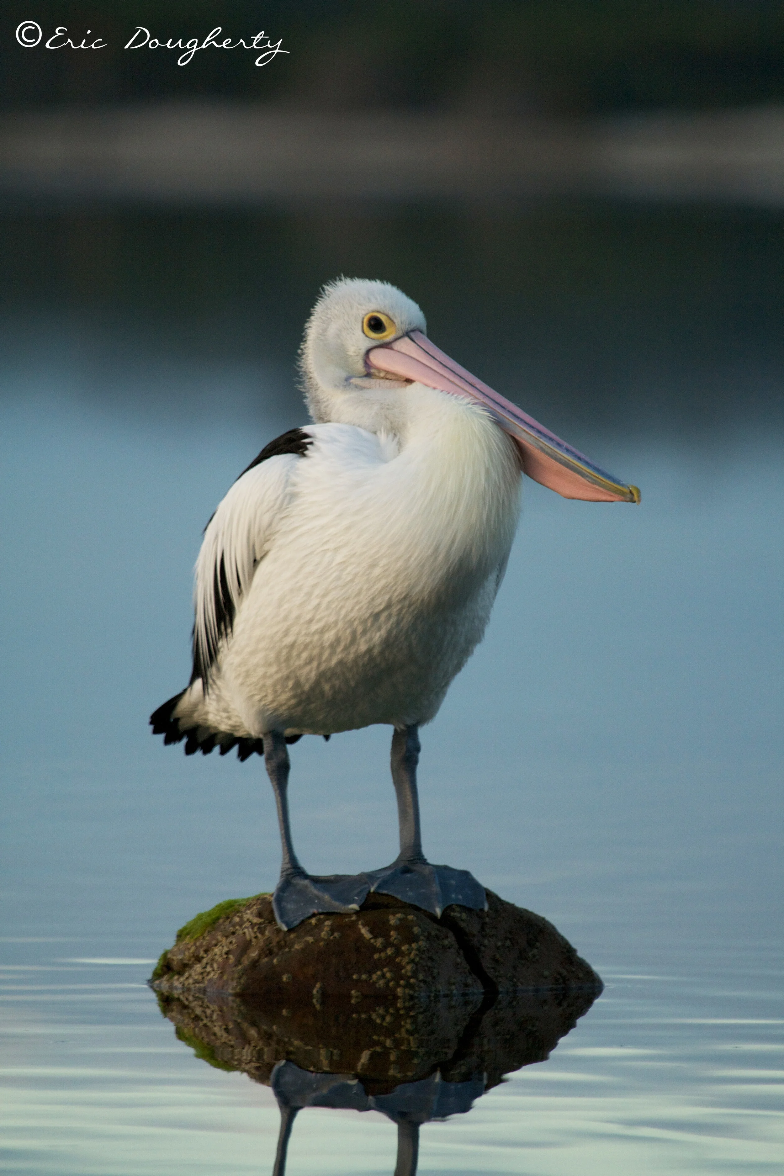 Australasian Pelican