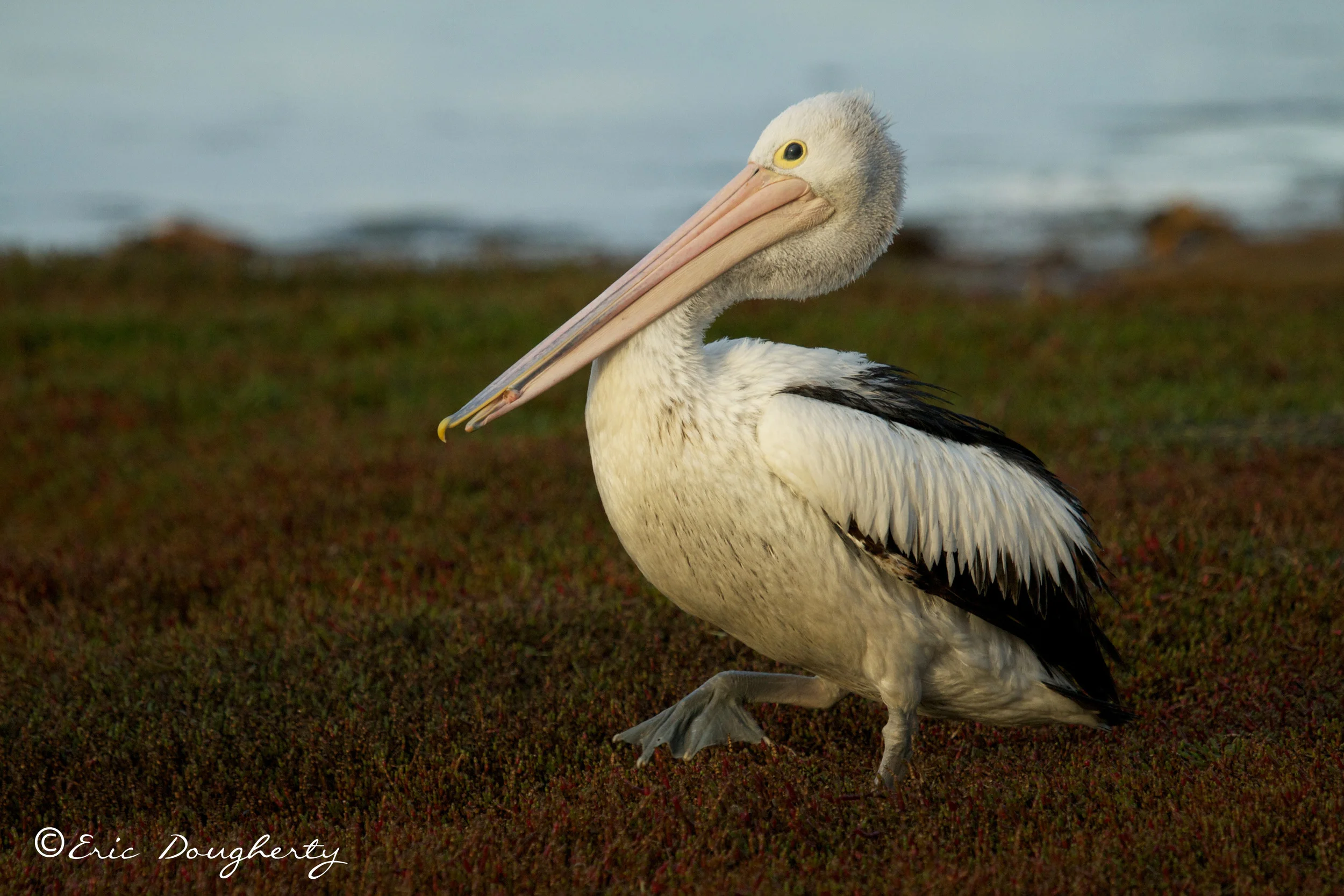 Australasian Pelican March