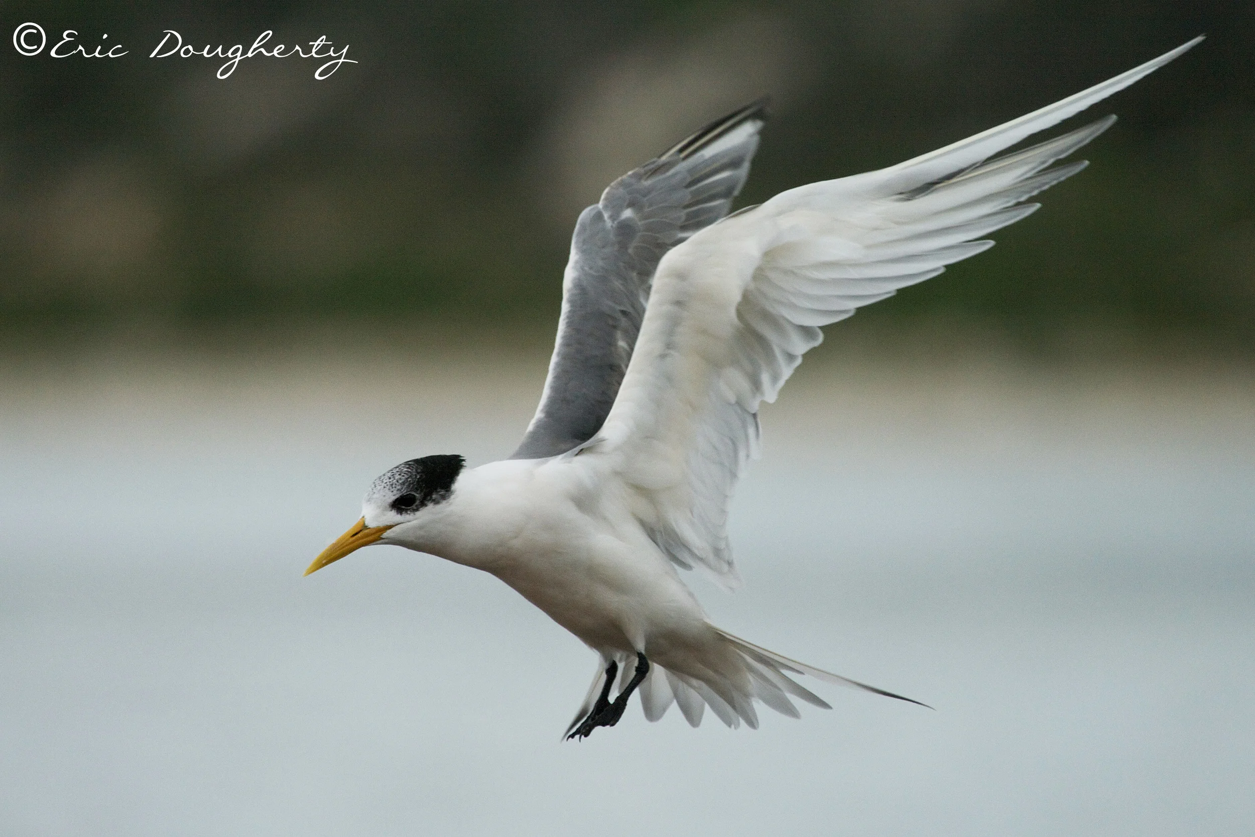 Immature Whiskered Tern
