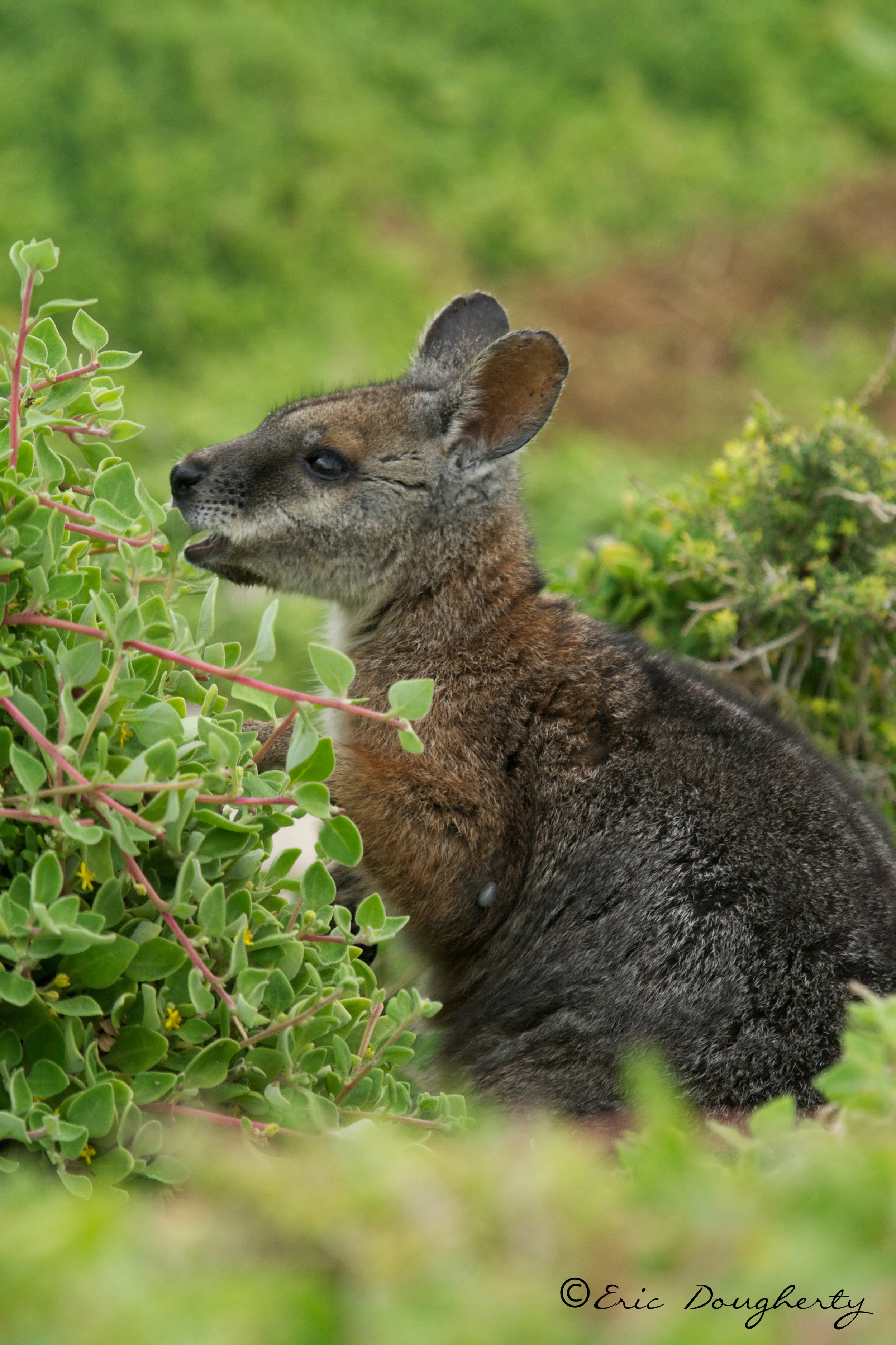 Tammar Wallaby