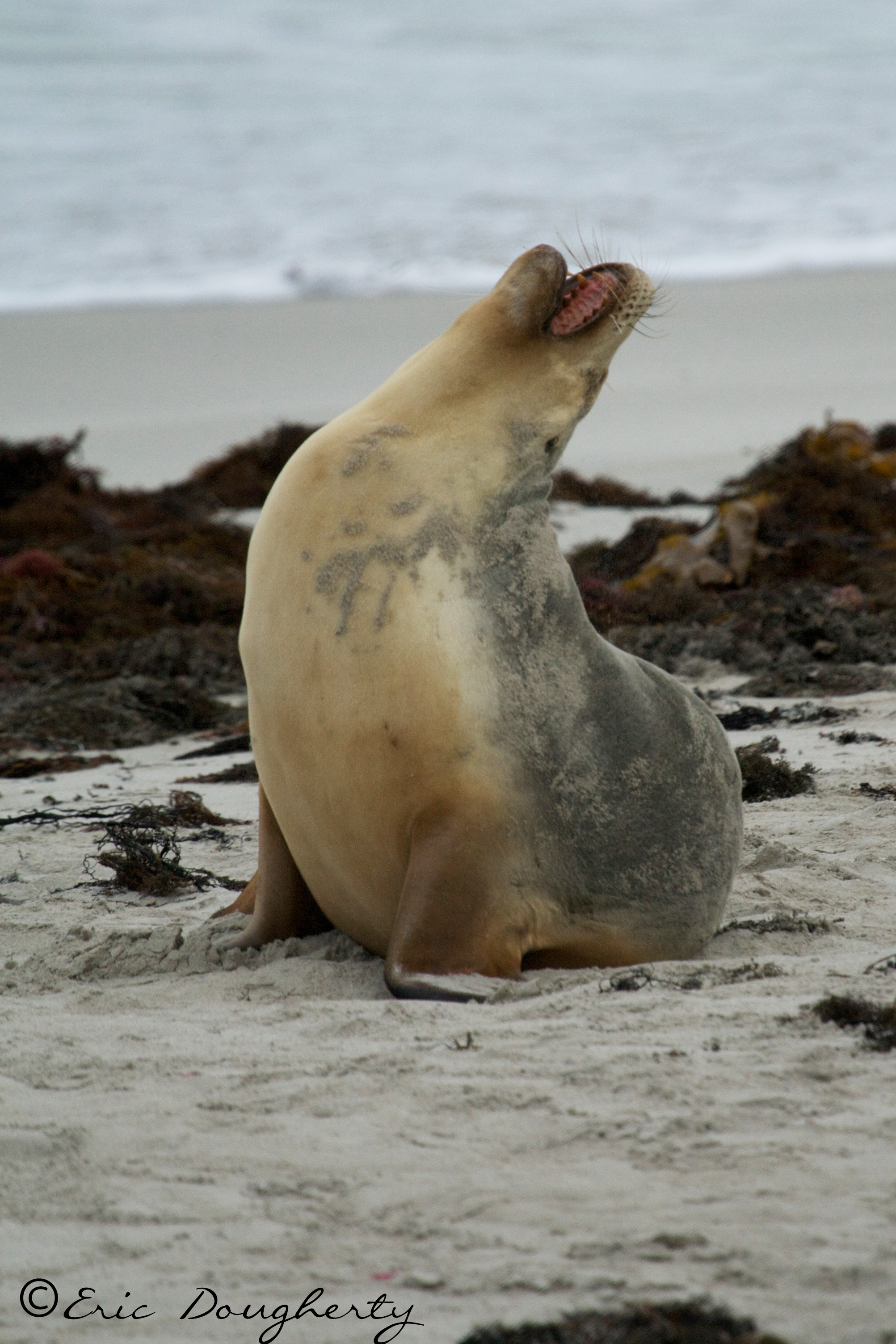 Male Australian Sea Lion Vocalizing