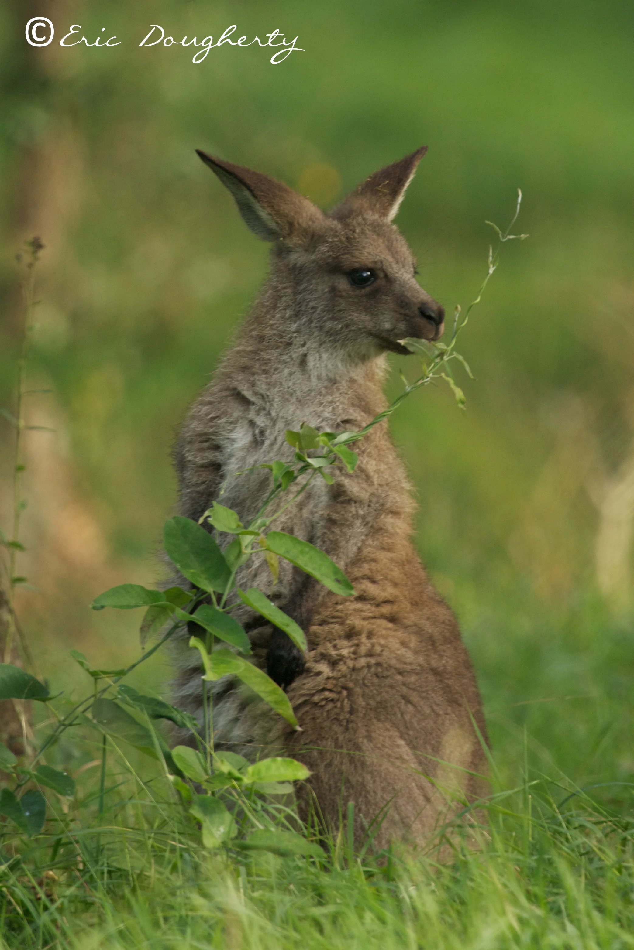 Grey Kangaroo Joey