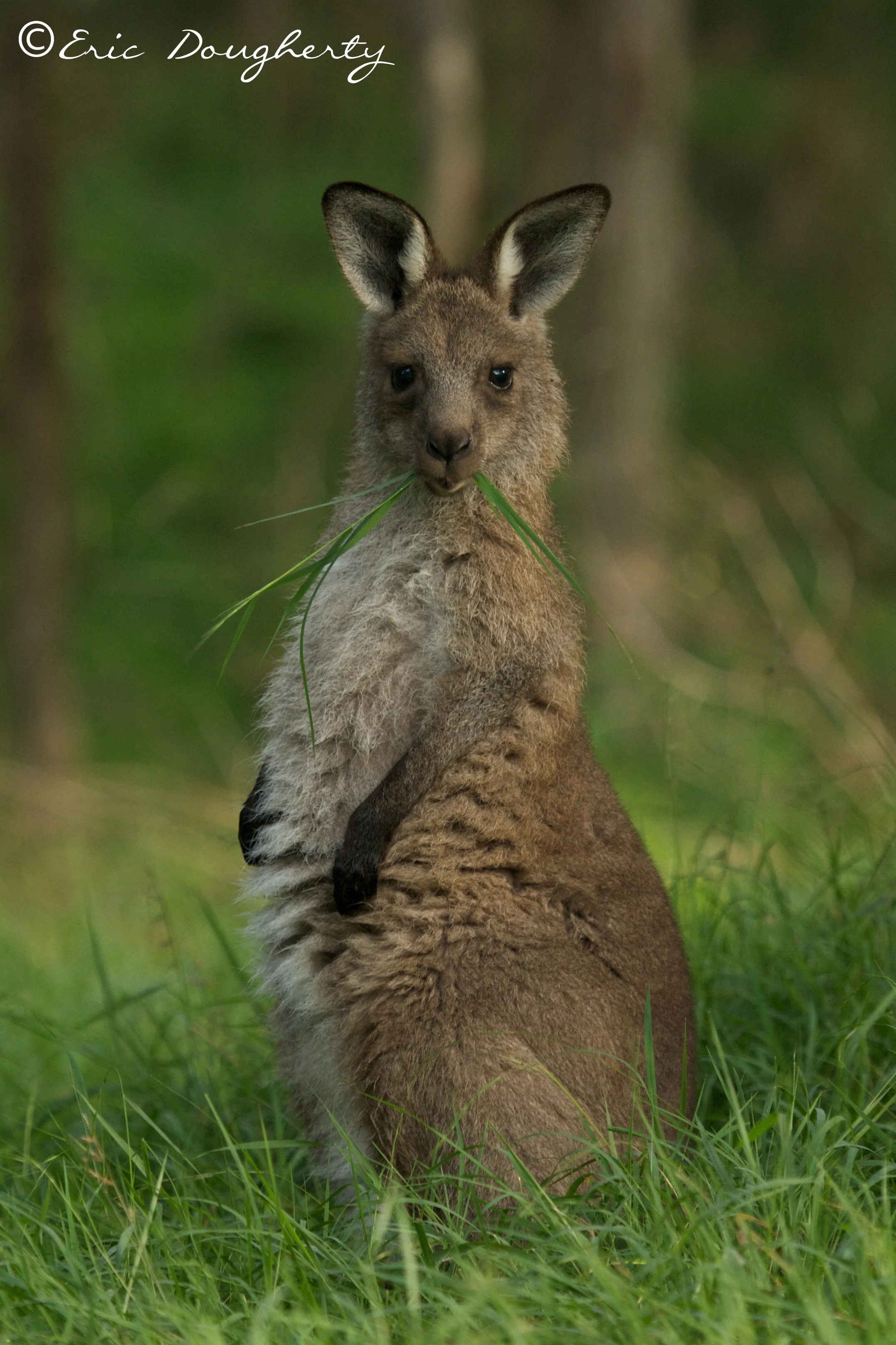 Grey Kangaroo Joey Feeding