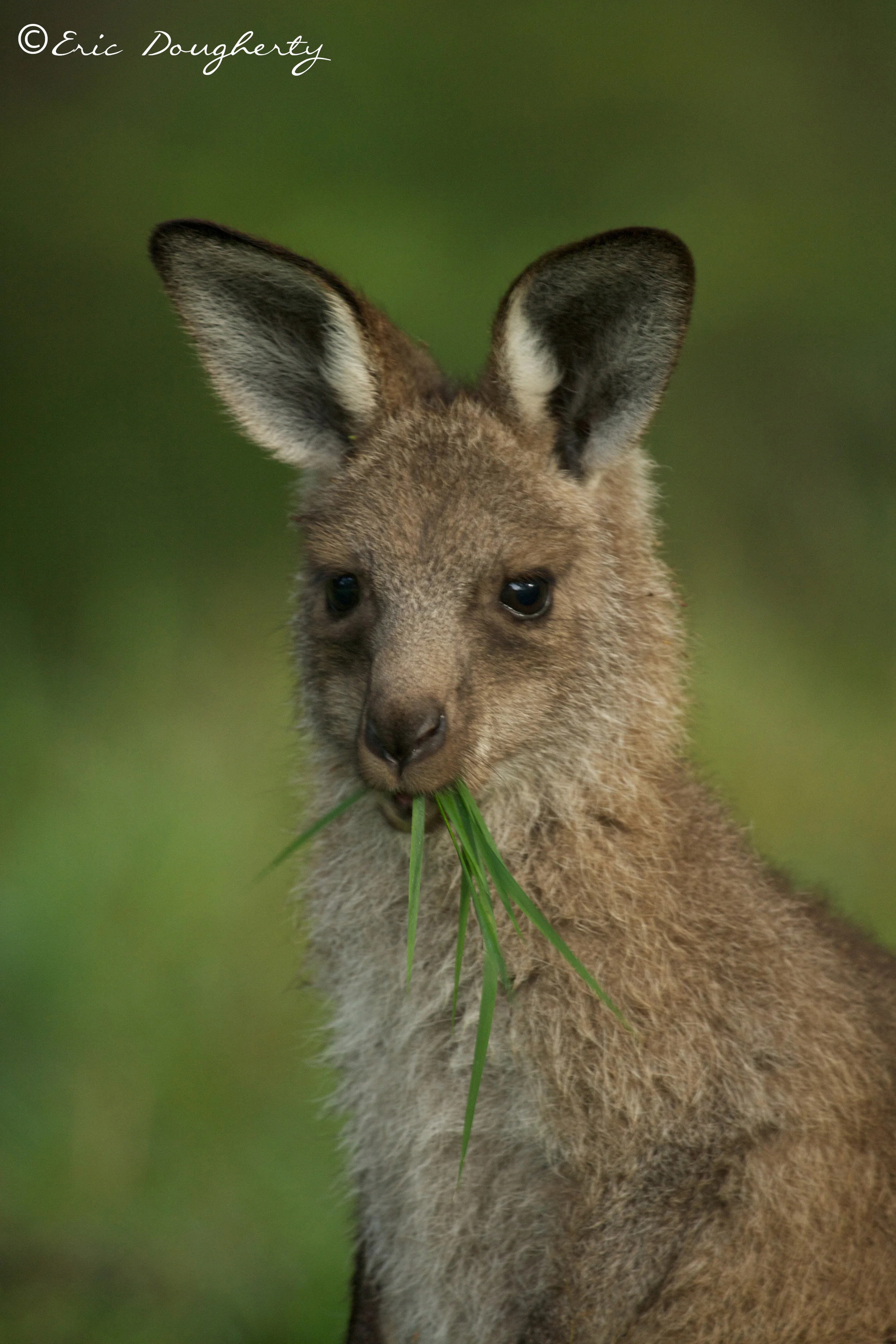 Grey Kangaroo Joey Headshot