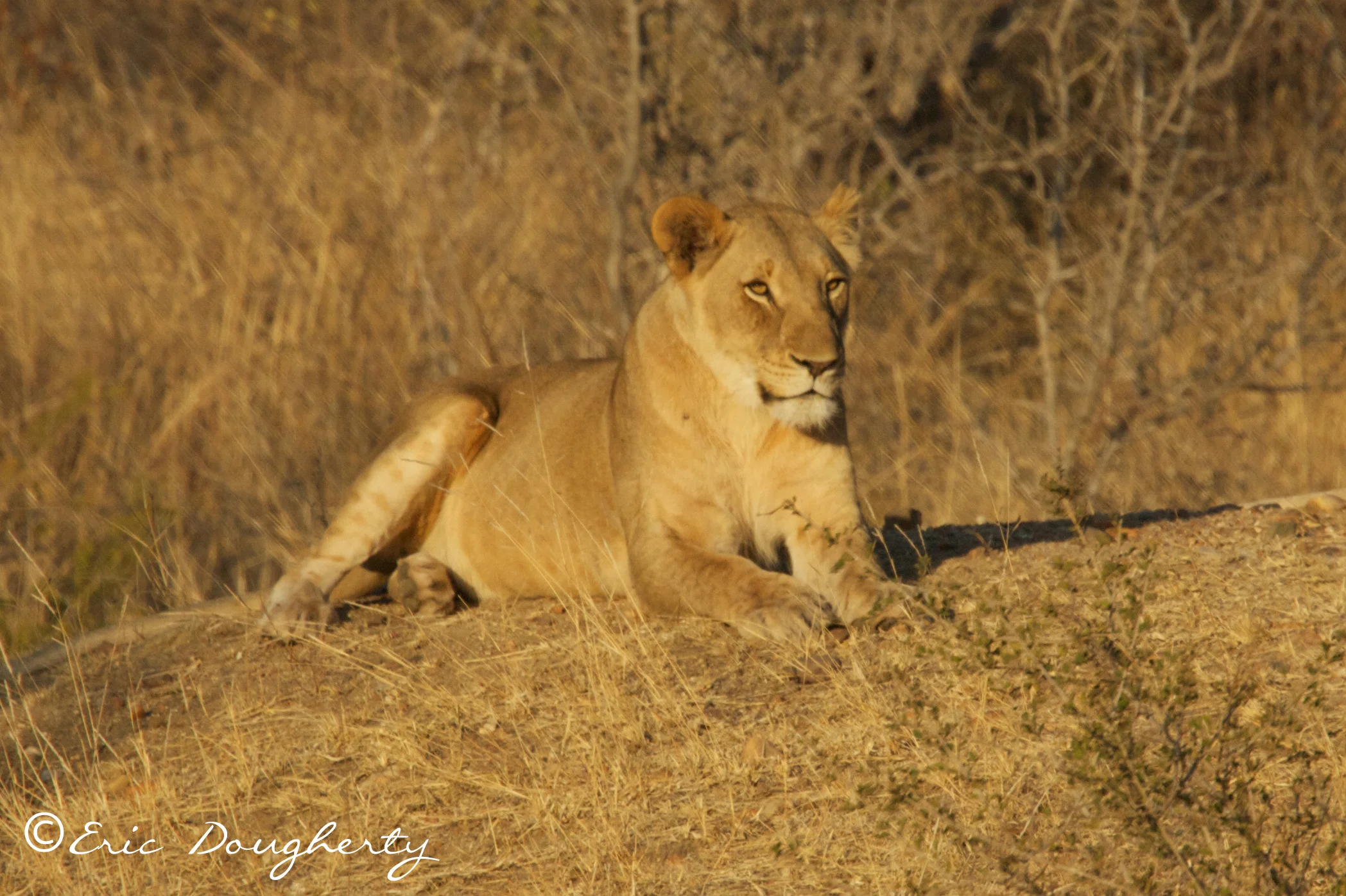African Lioness
