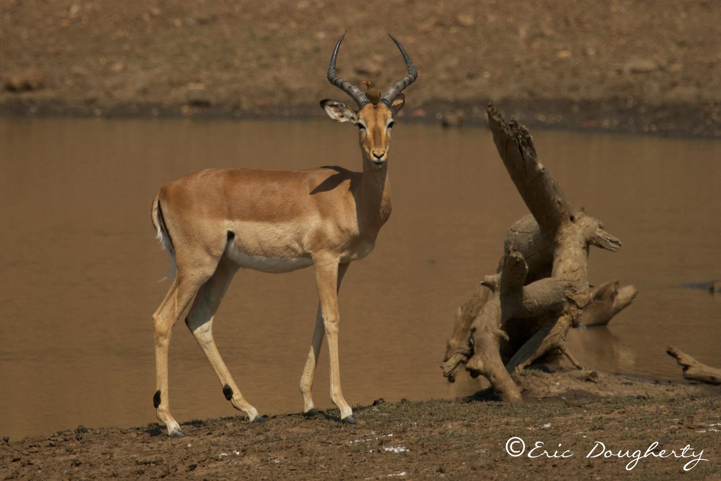 Impala with Red-billed Oxpecker