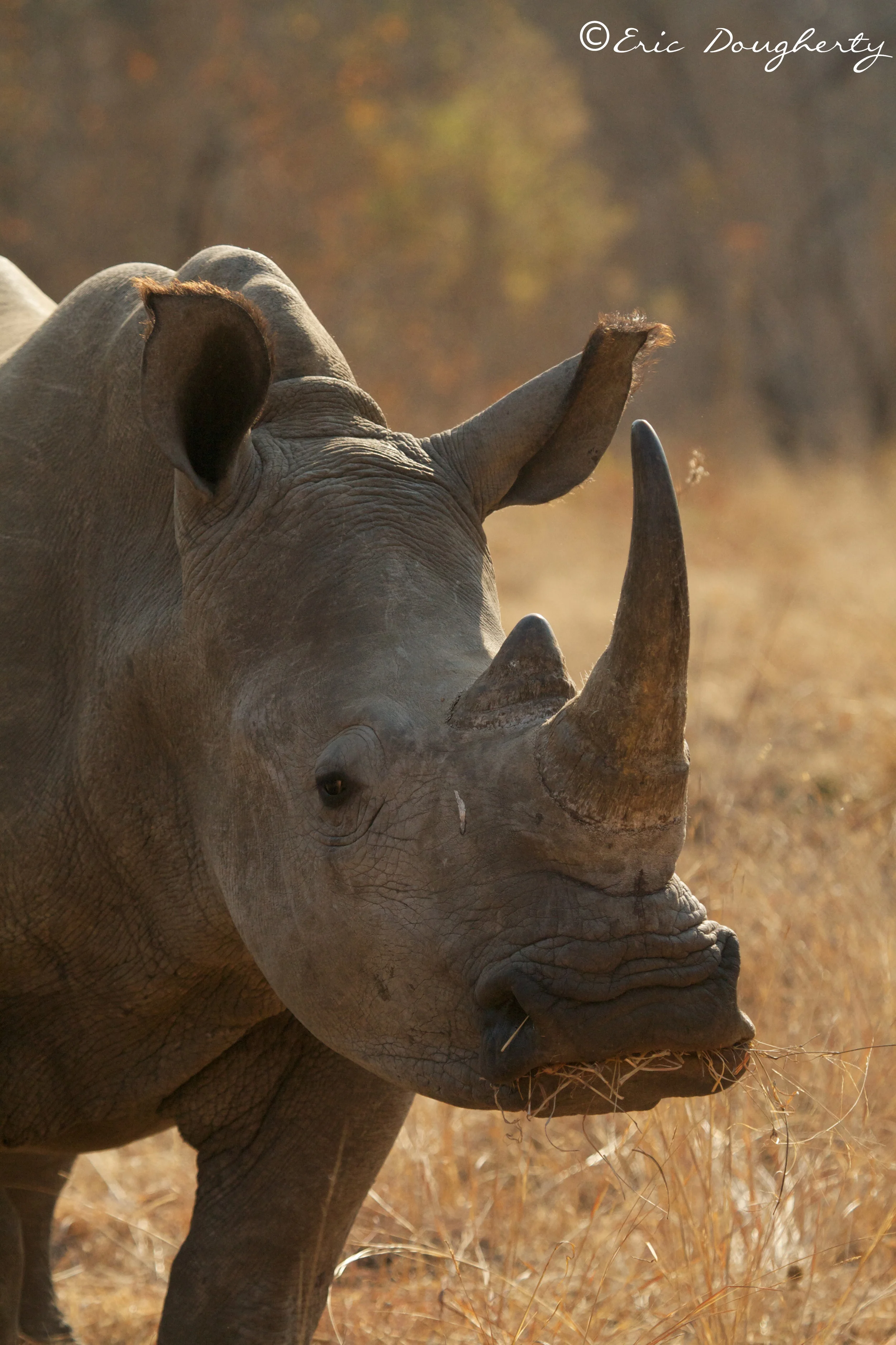 White Rhino