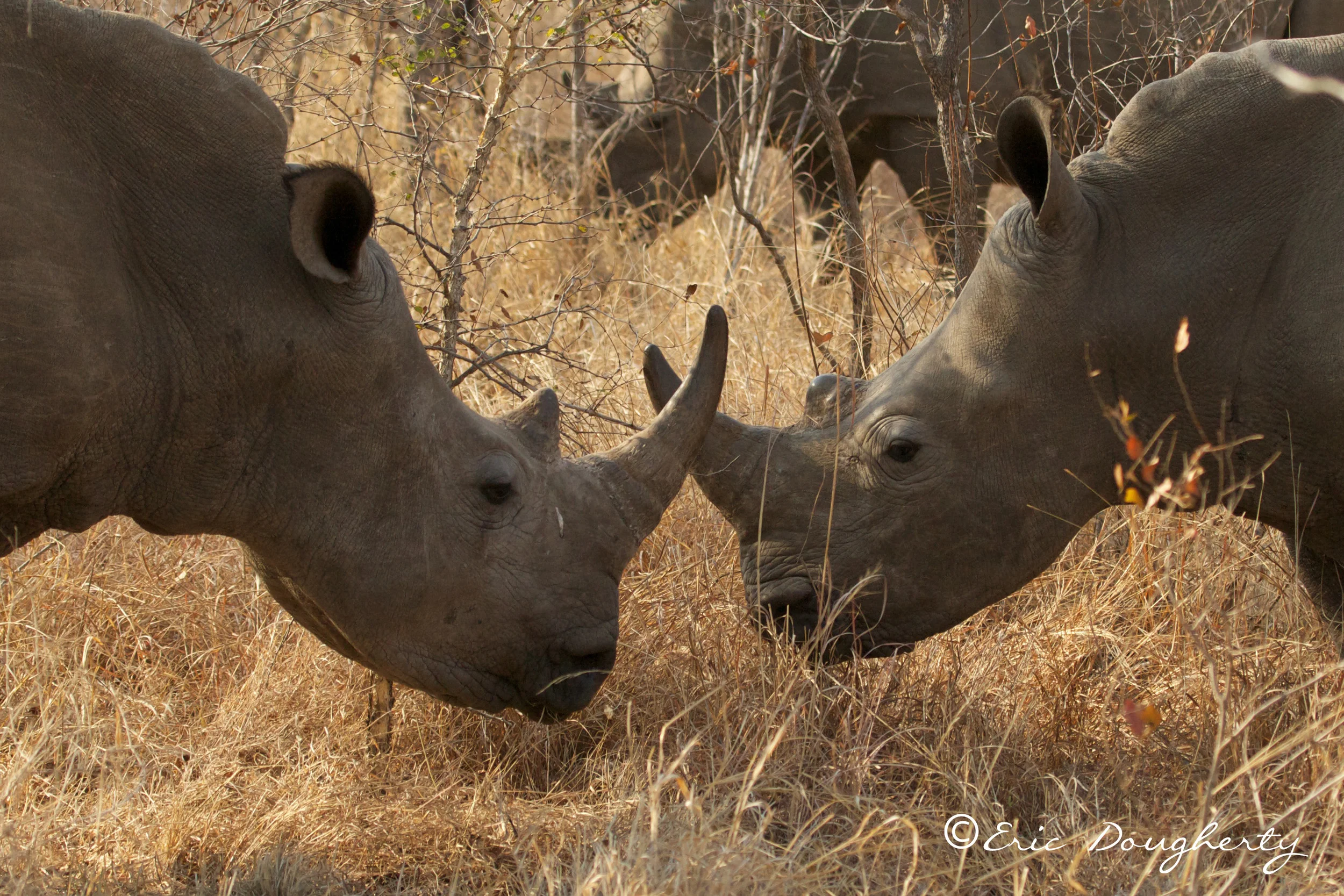 White Rhinos