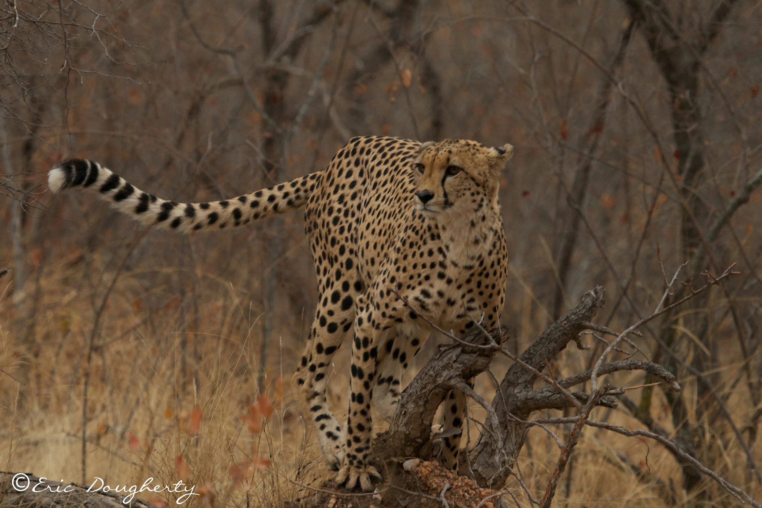 Cheetah