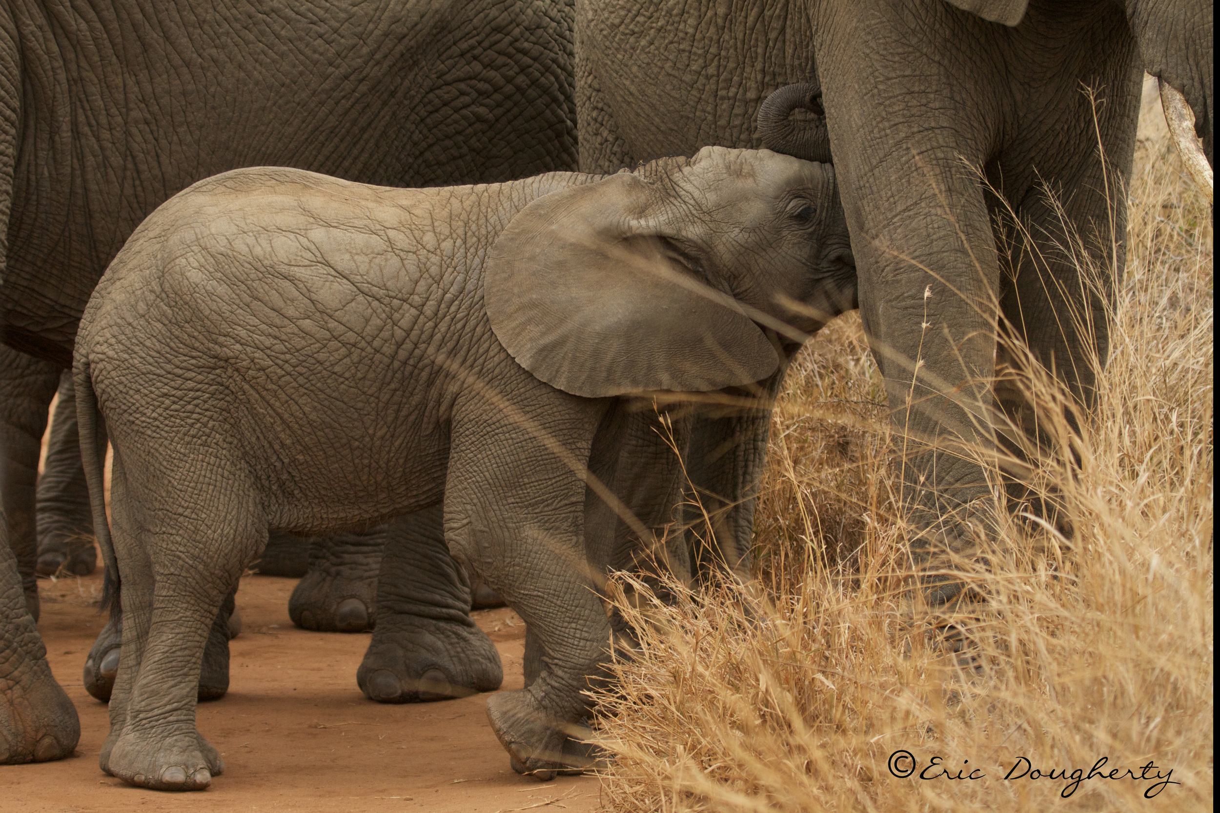 African Elephant Calf