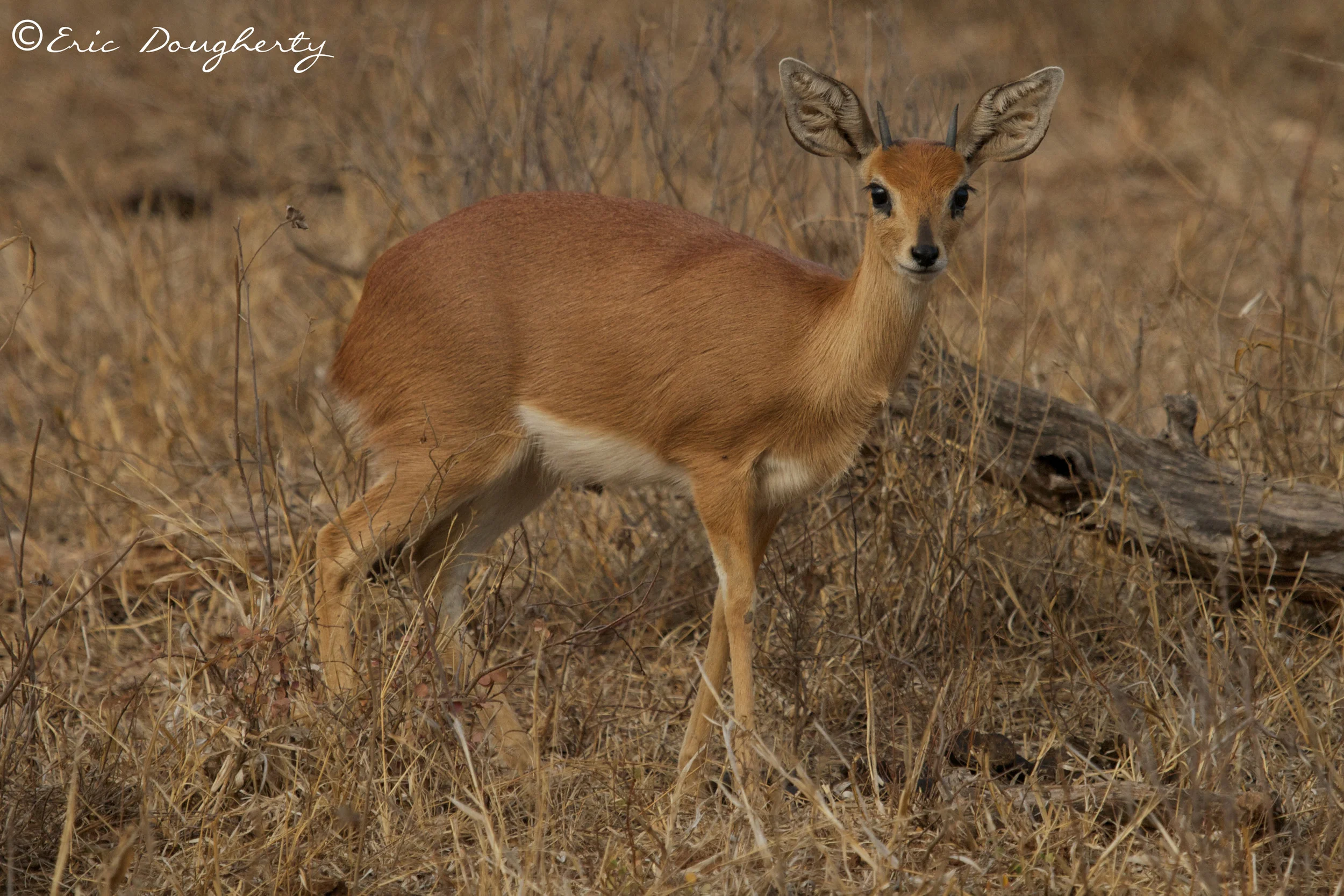 Springbok