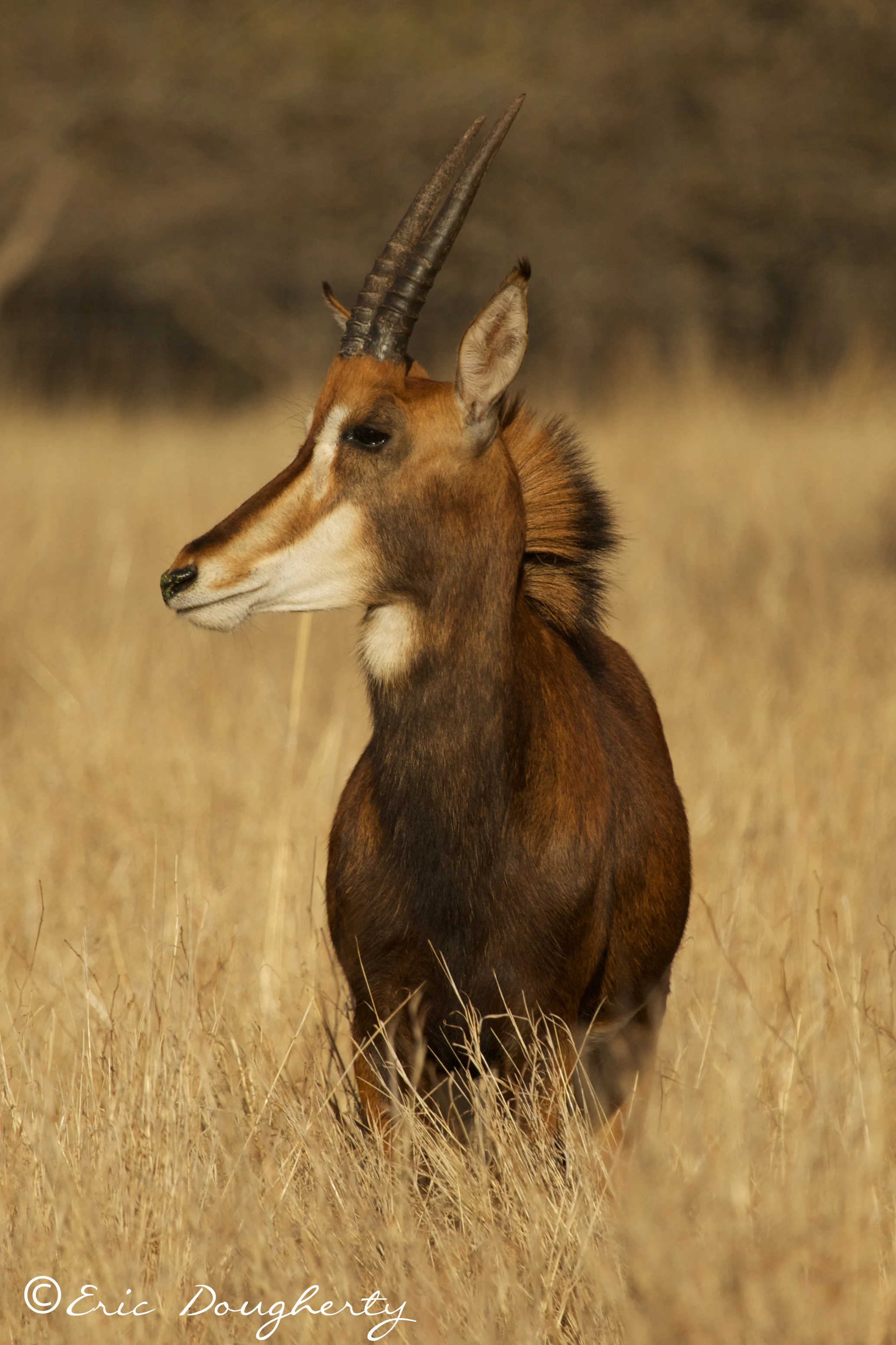 Sable Antelope