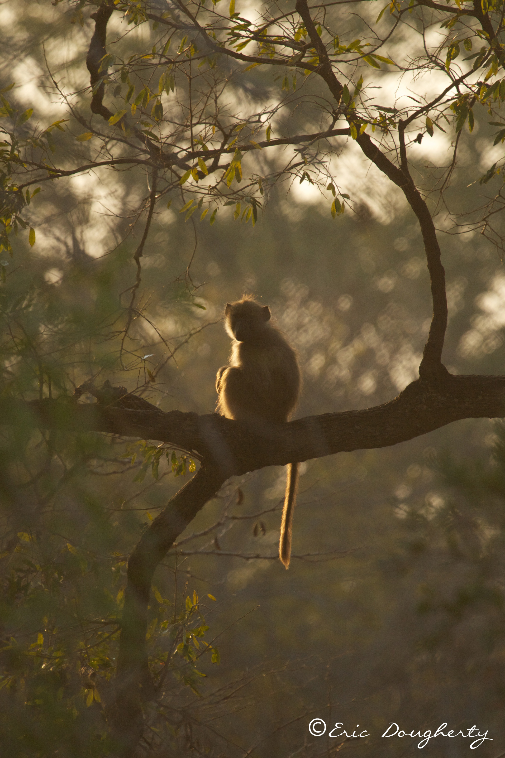 Chacma Baboon