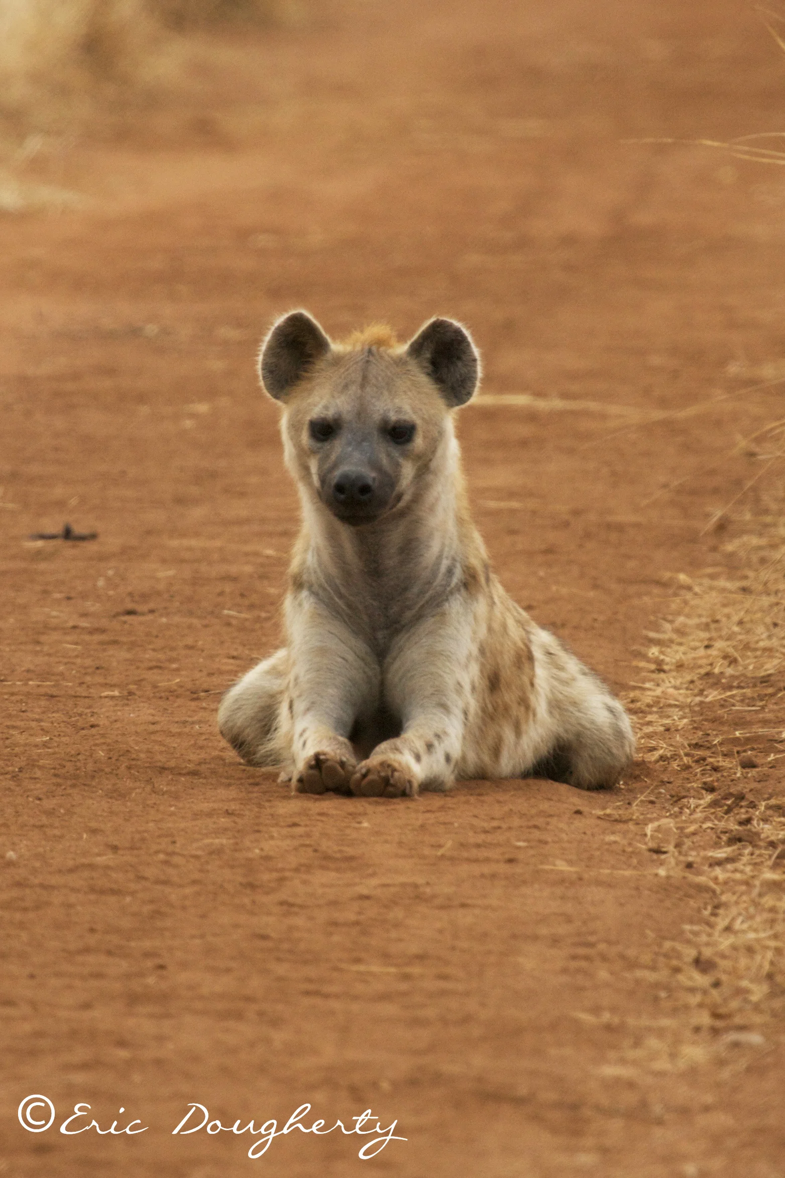 Spotted Hyena