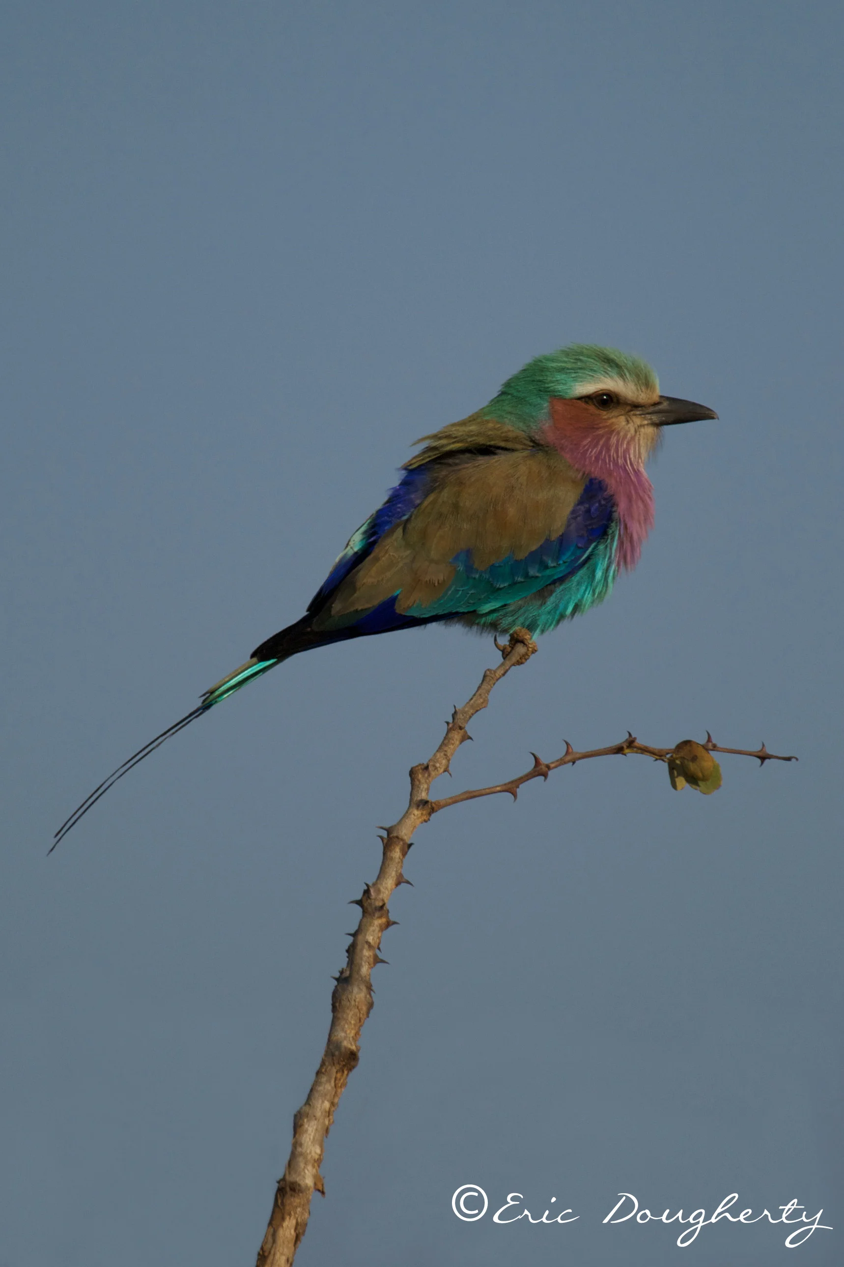 Lilac-breasted Roller
