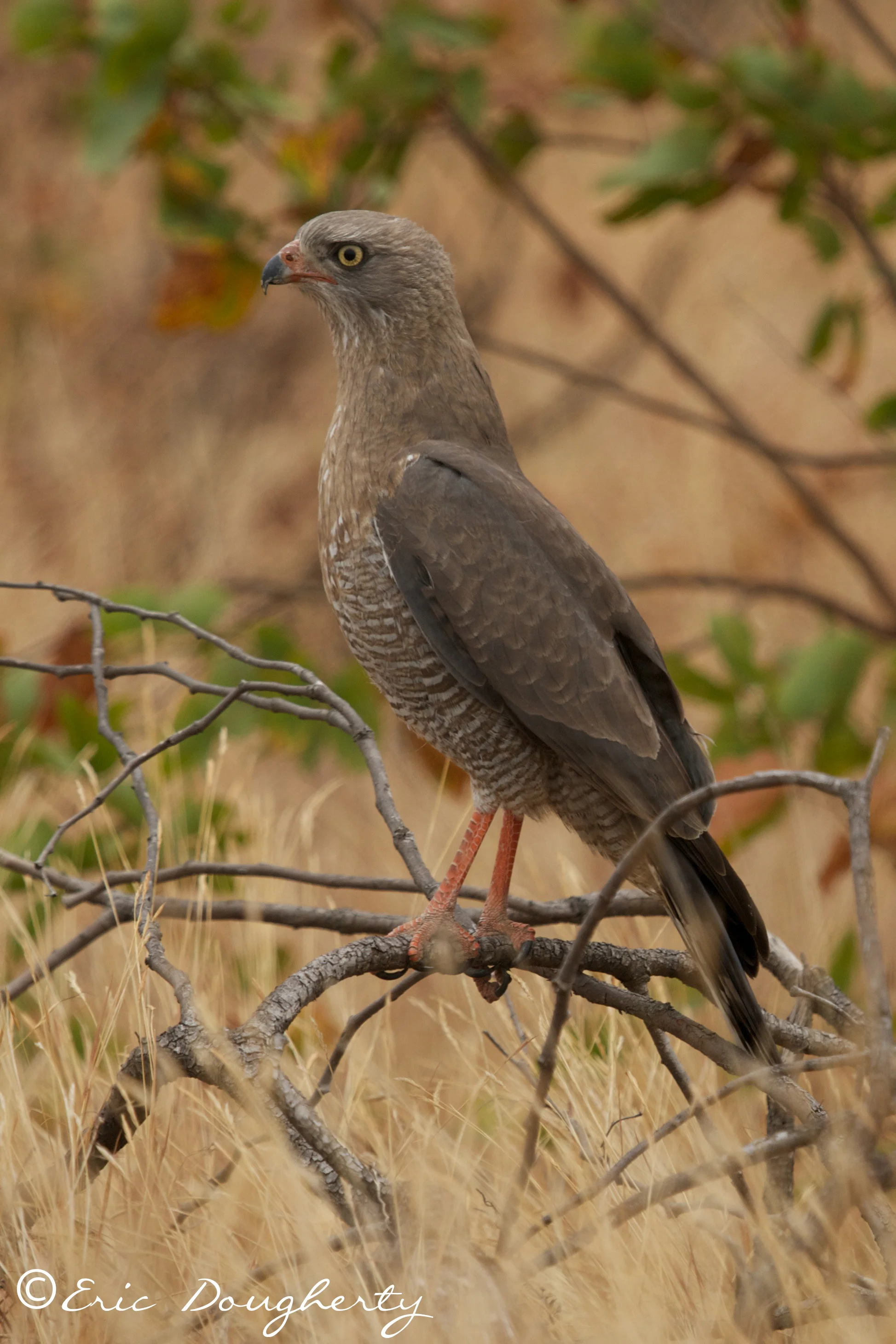 Dark-chanting Goshawk