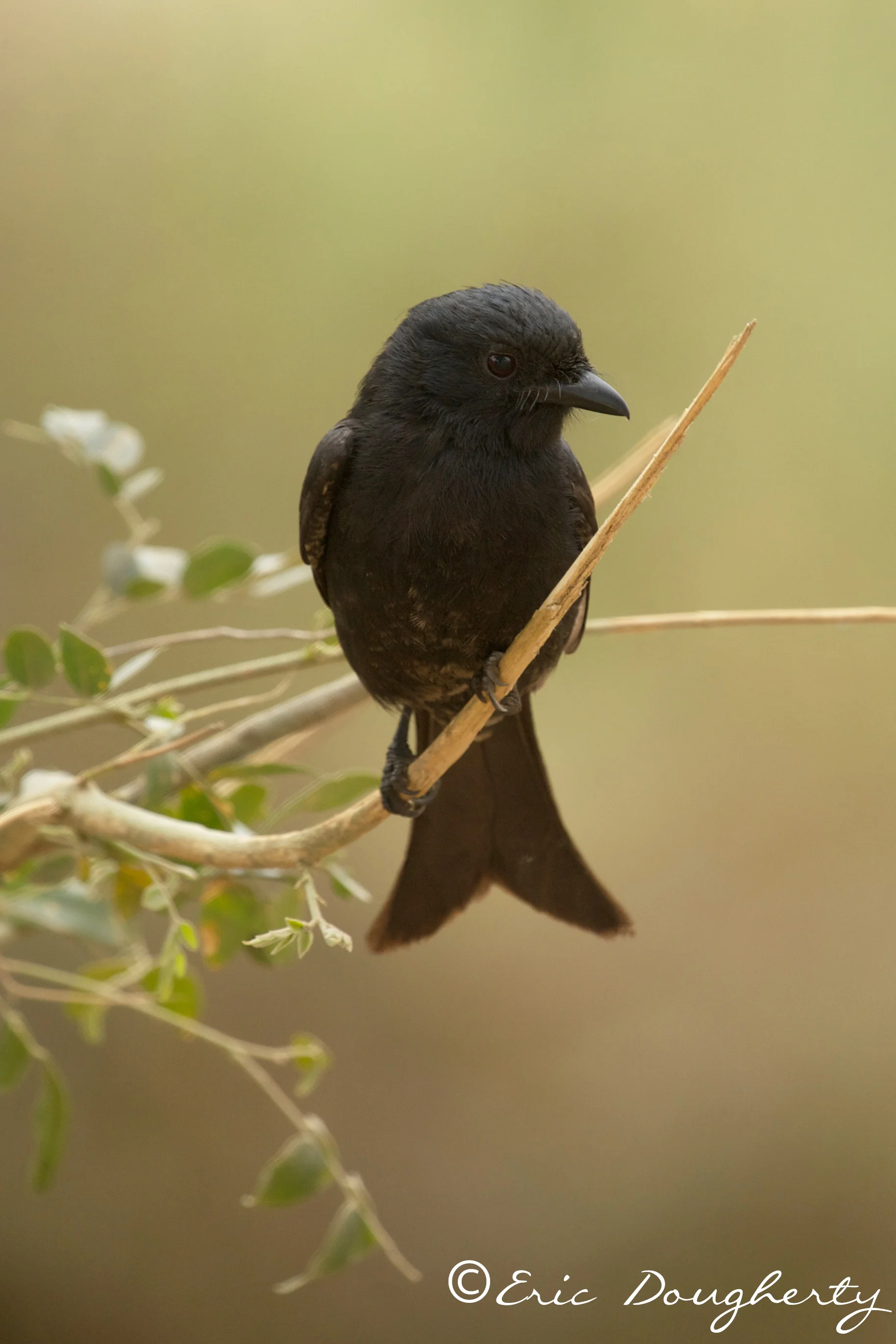 Fork-tailed Drongo