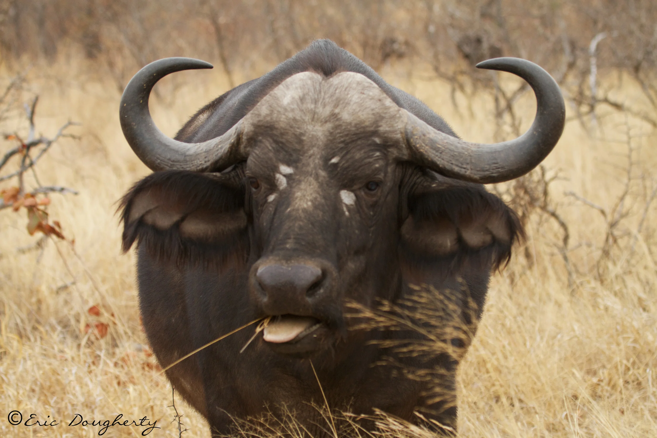 Cape Buffalo