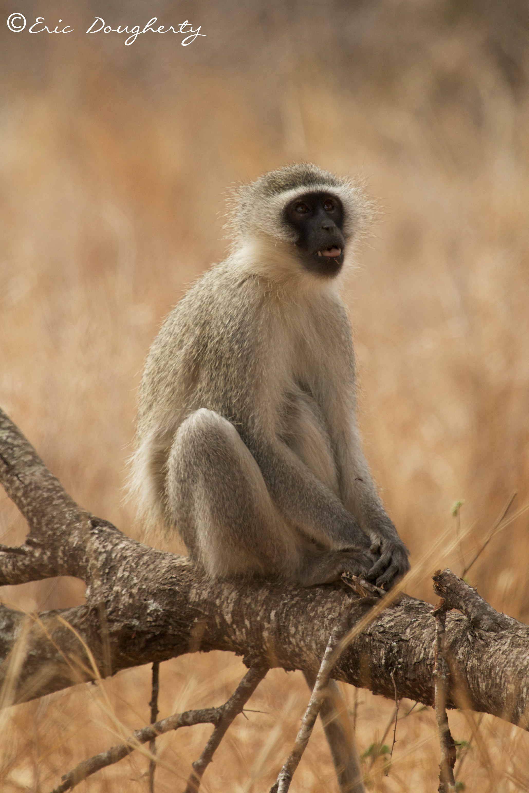Vervet Monkey