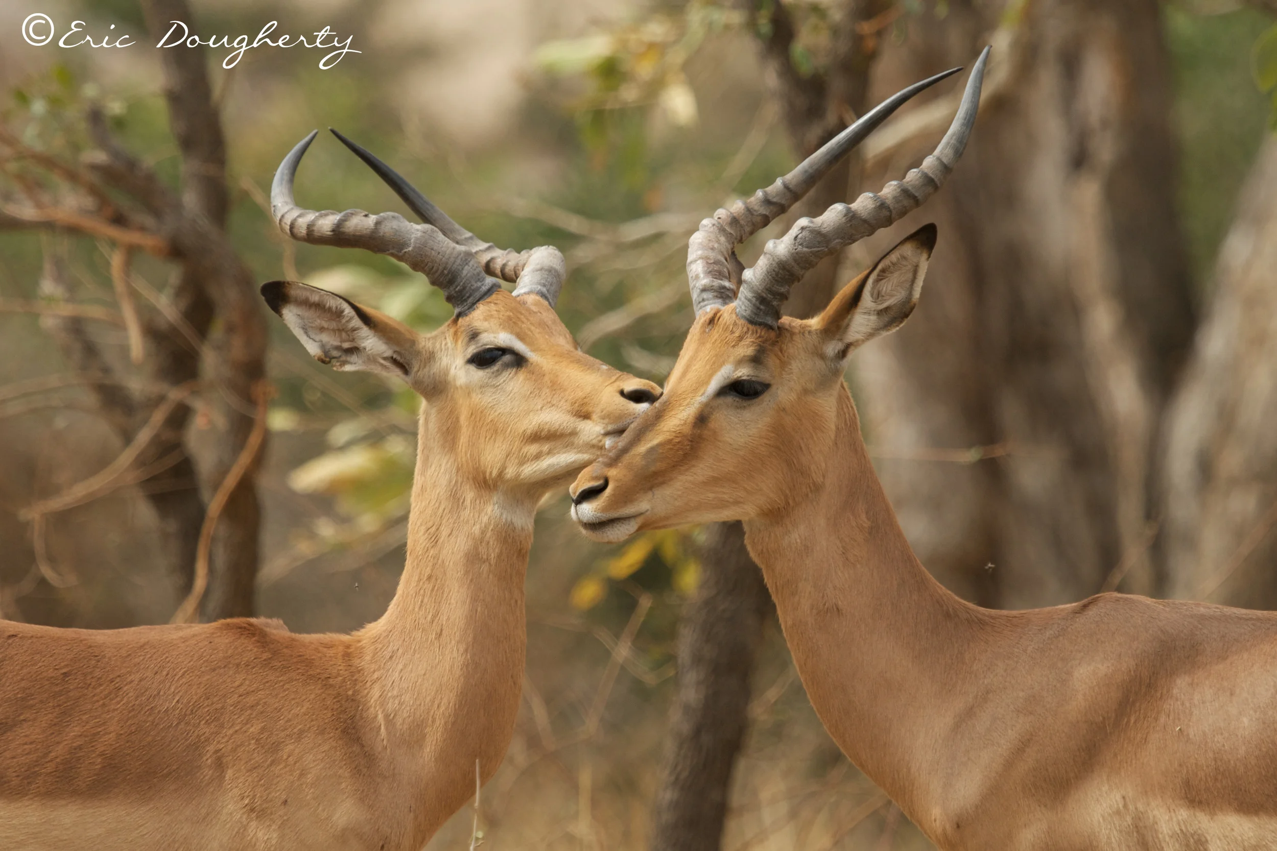 Impala