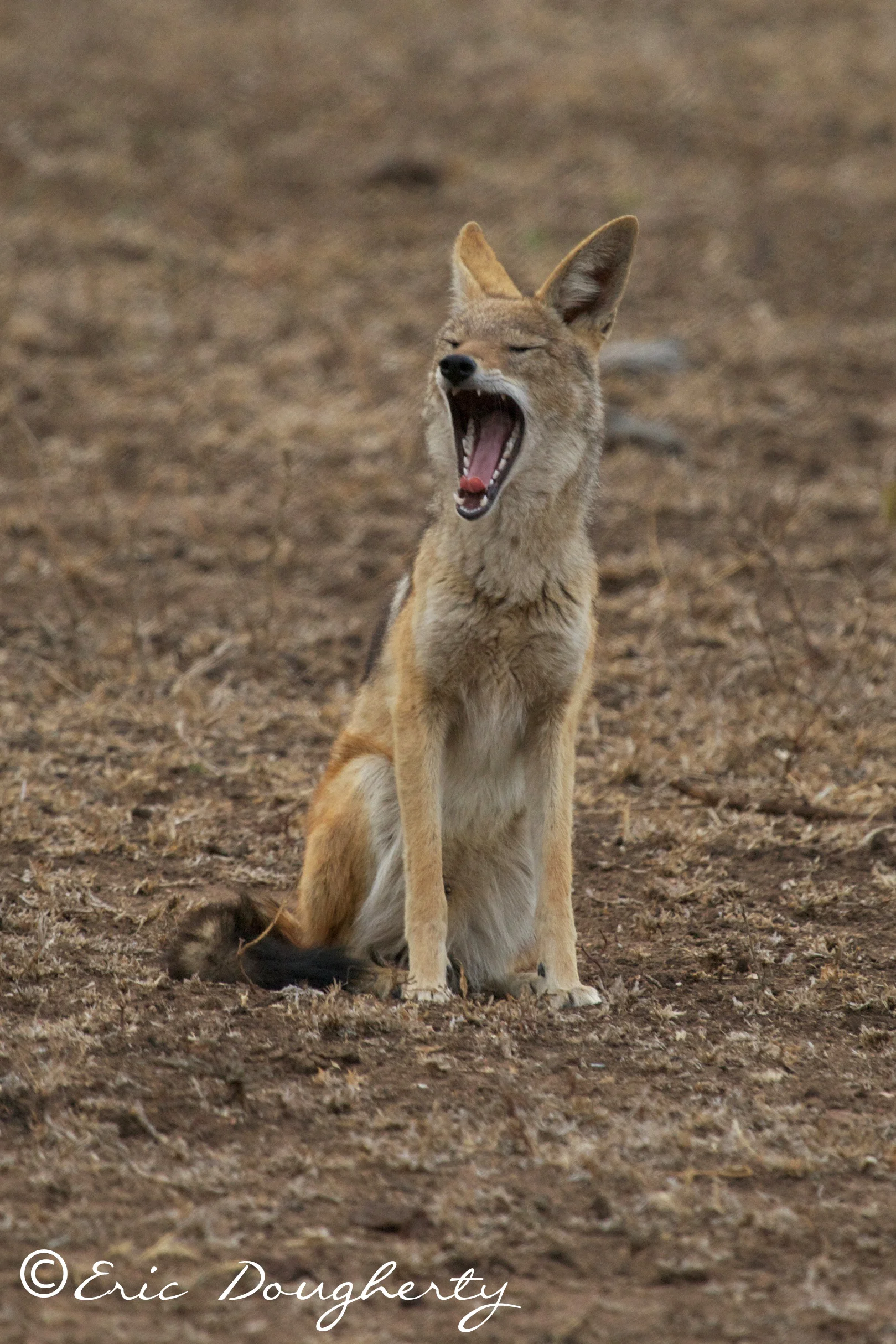 Black-backed Jackal
