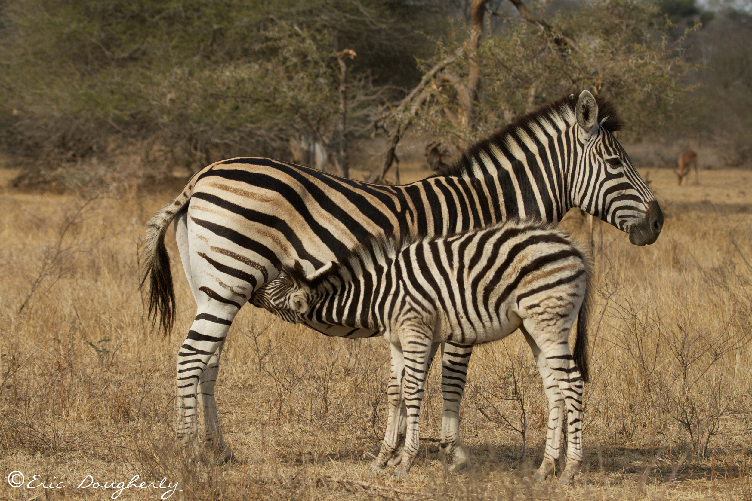 Plains Zebra Nursing