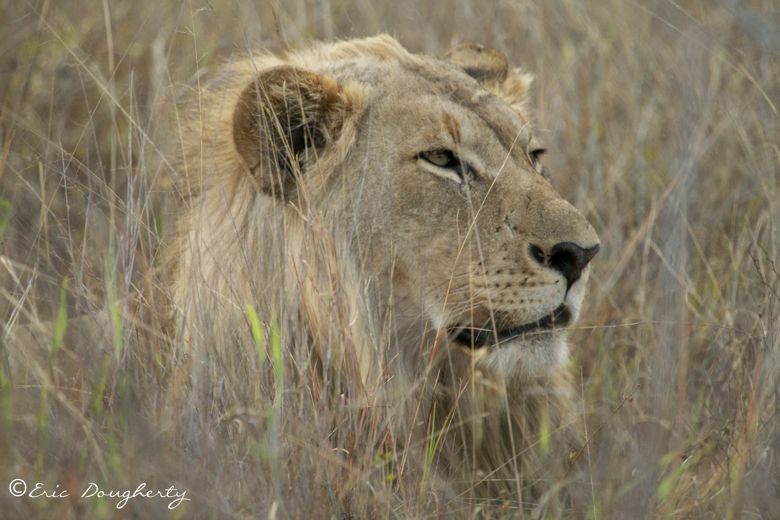 African Lion