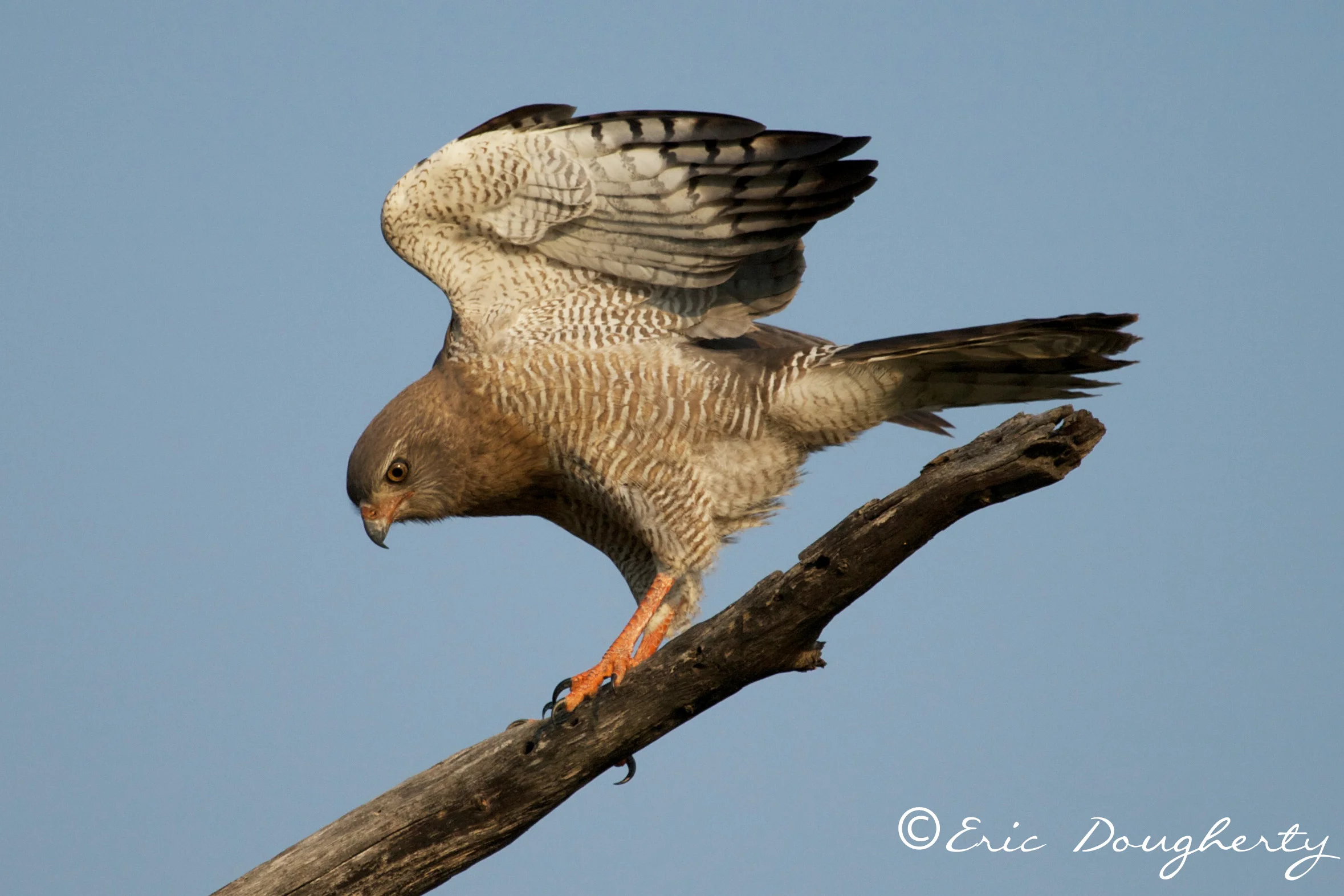 African Goshawk