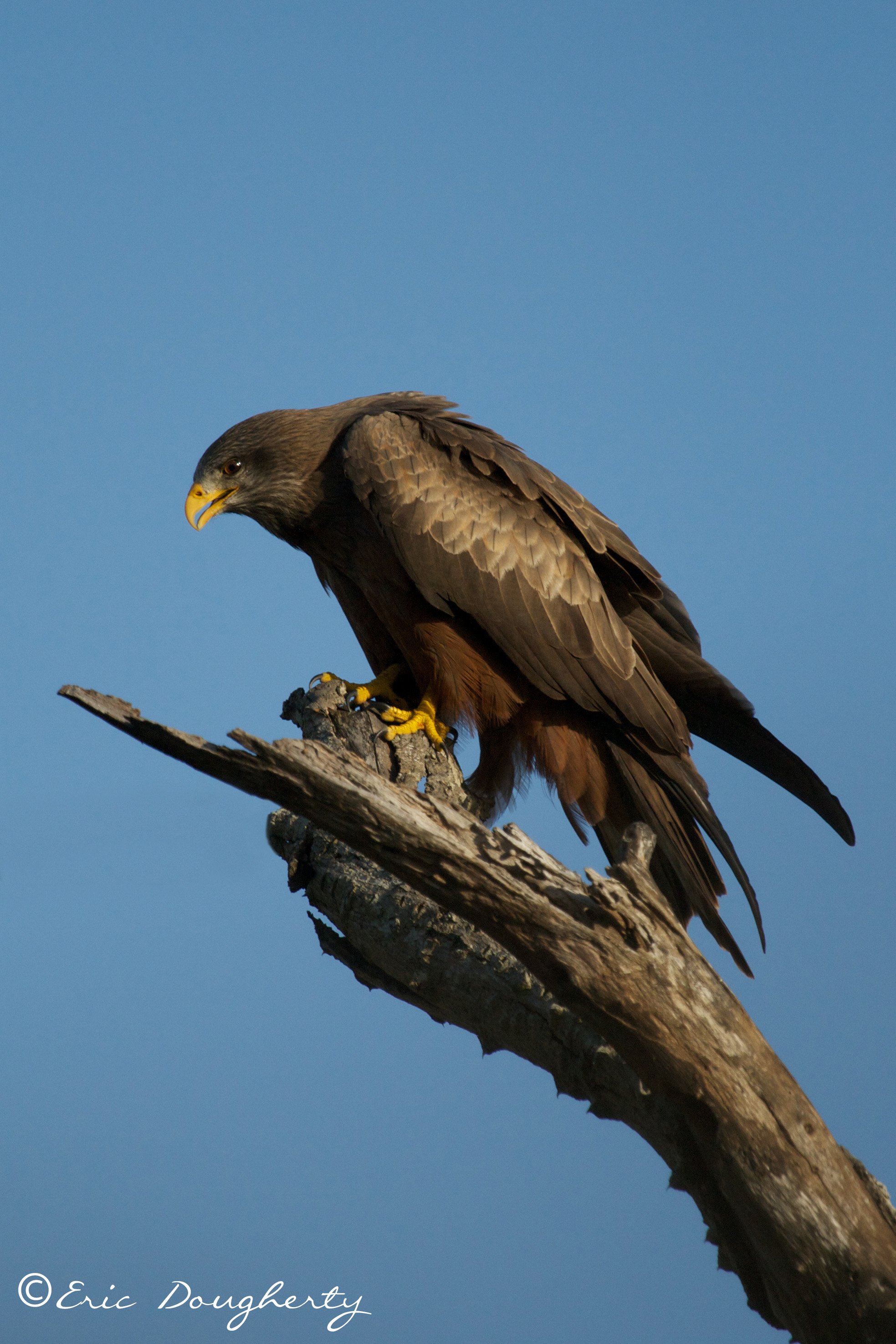 Wahlberg's Eagle