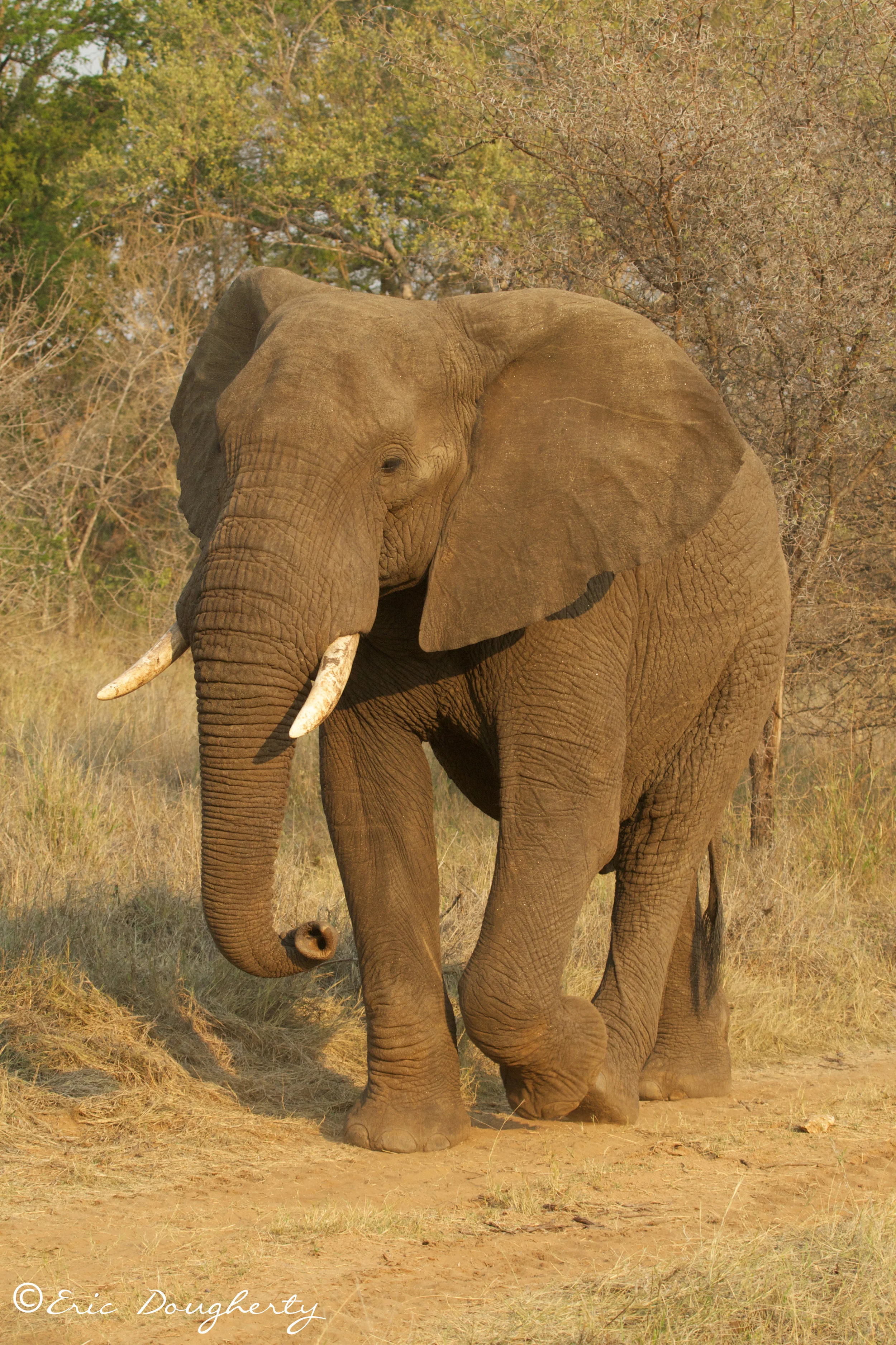 African Elephant