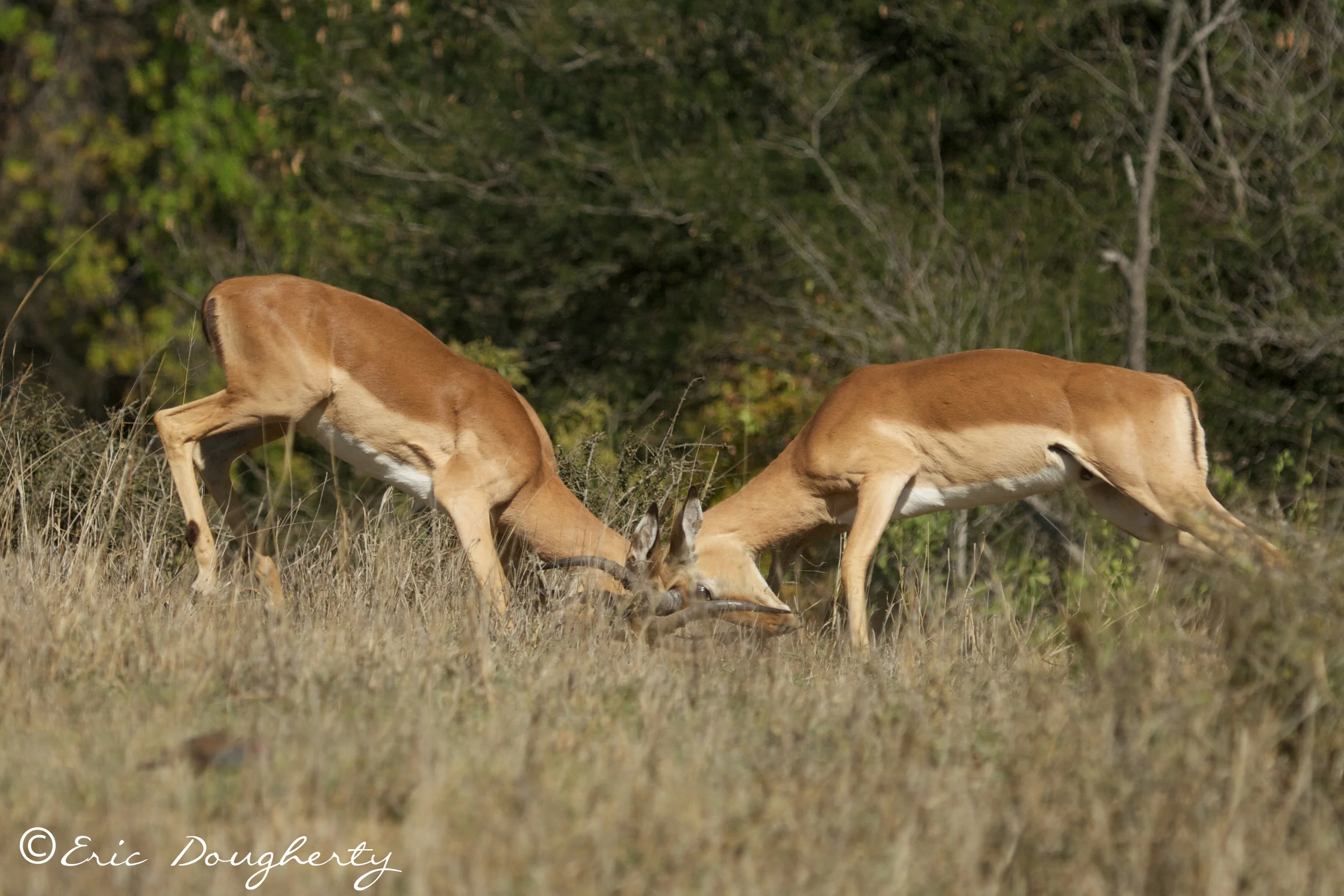 Impala Fighting