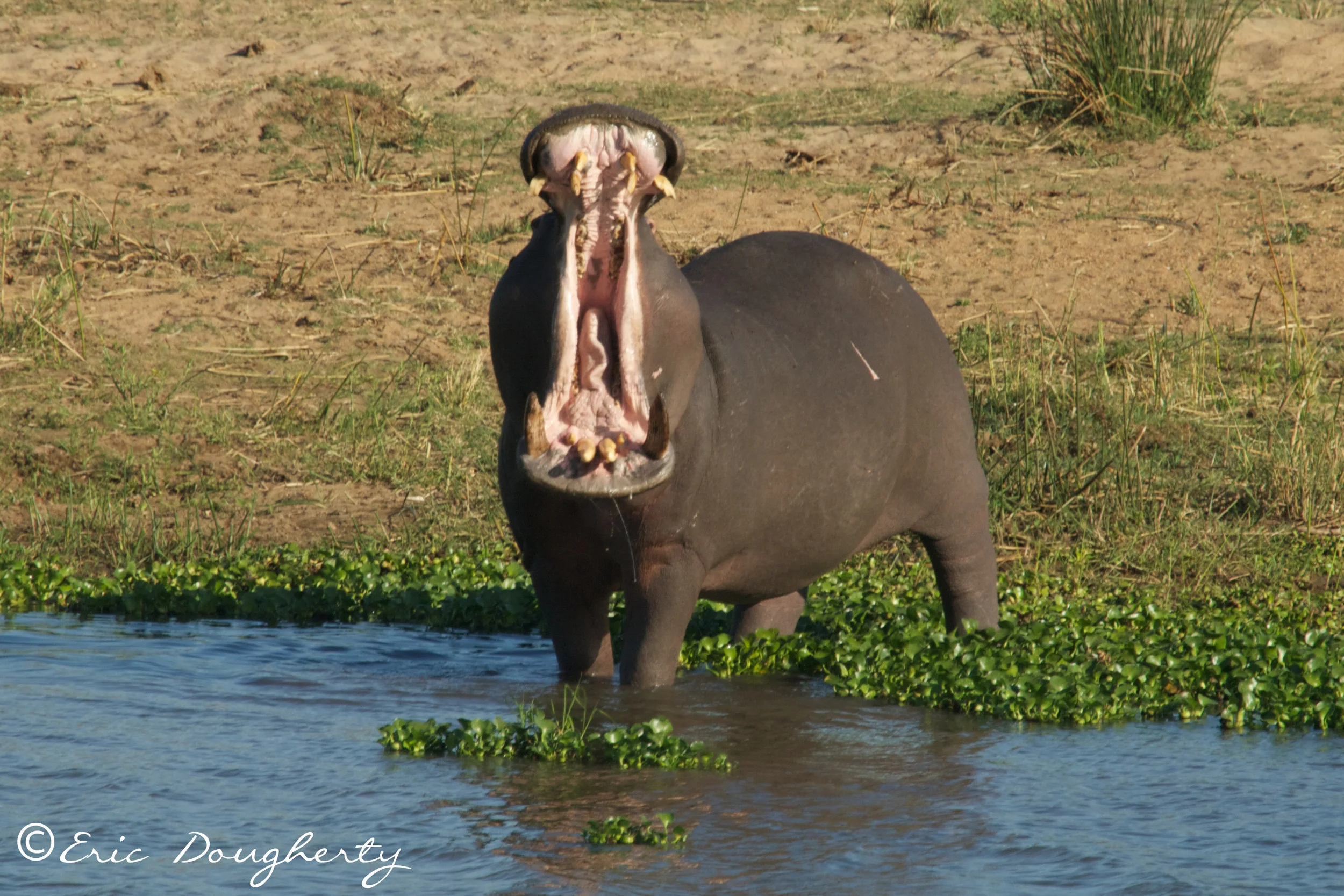 Hippo Yawn