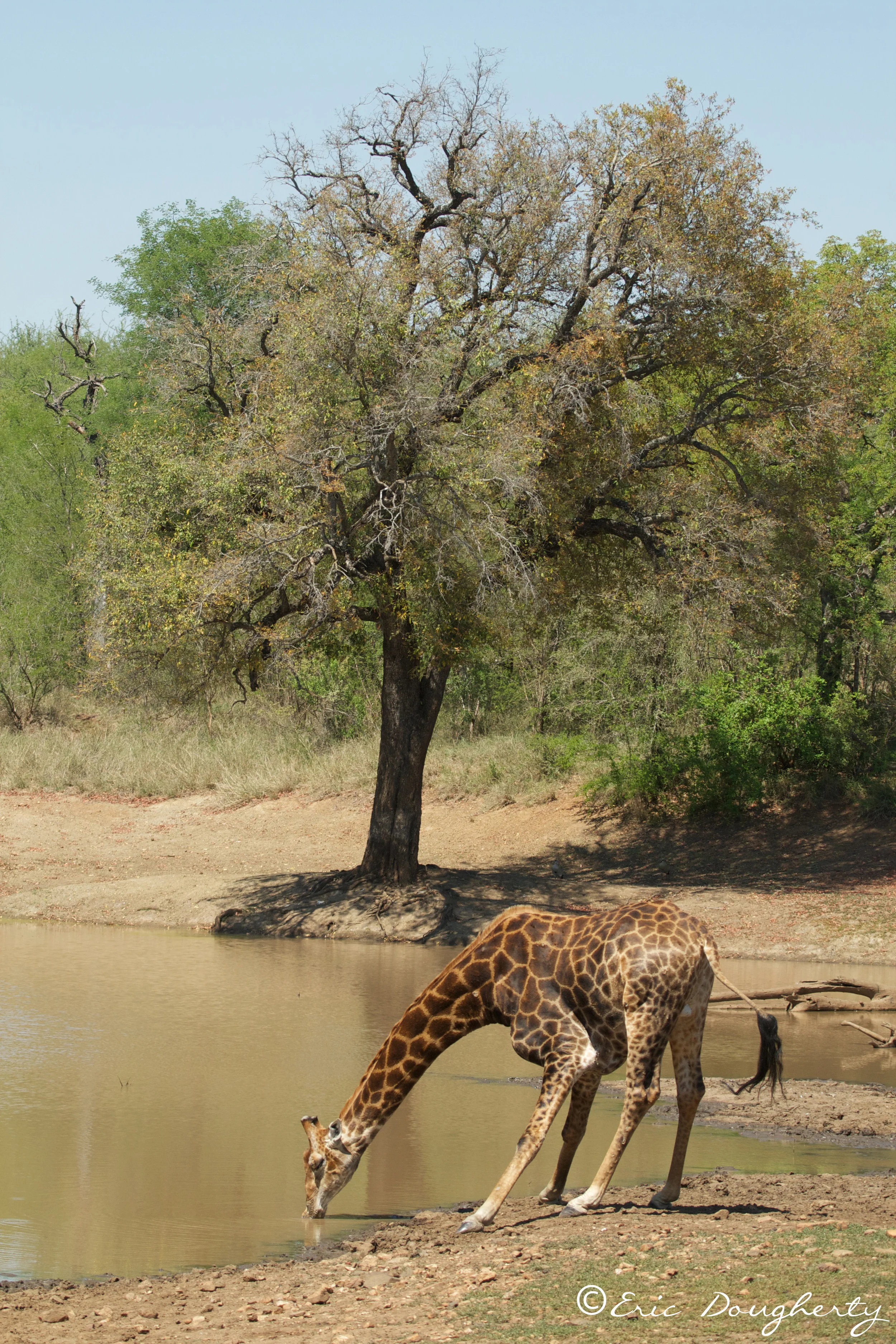 Giraffe Drinking