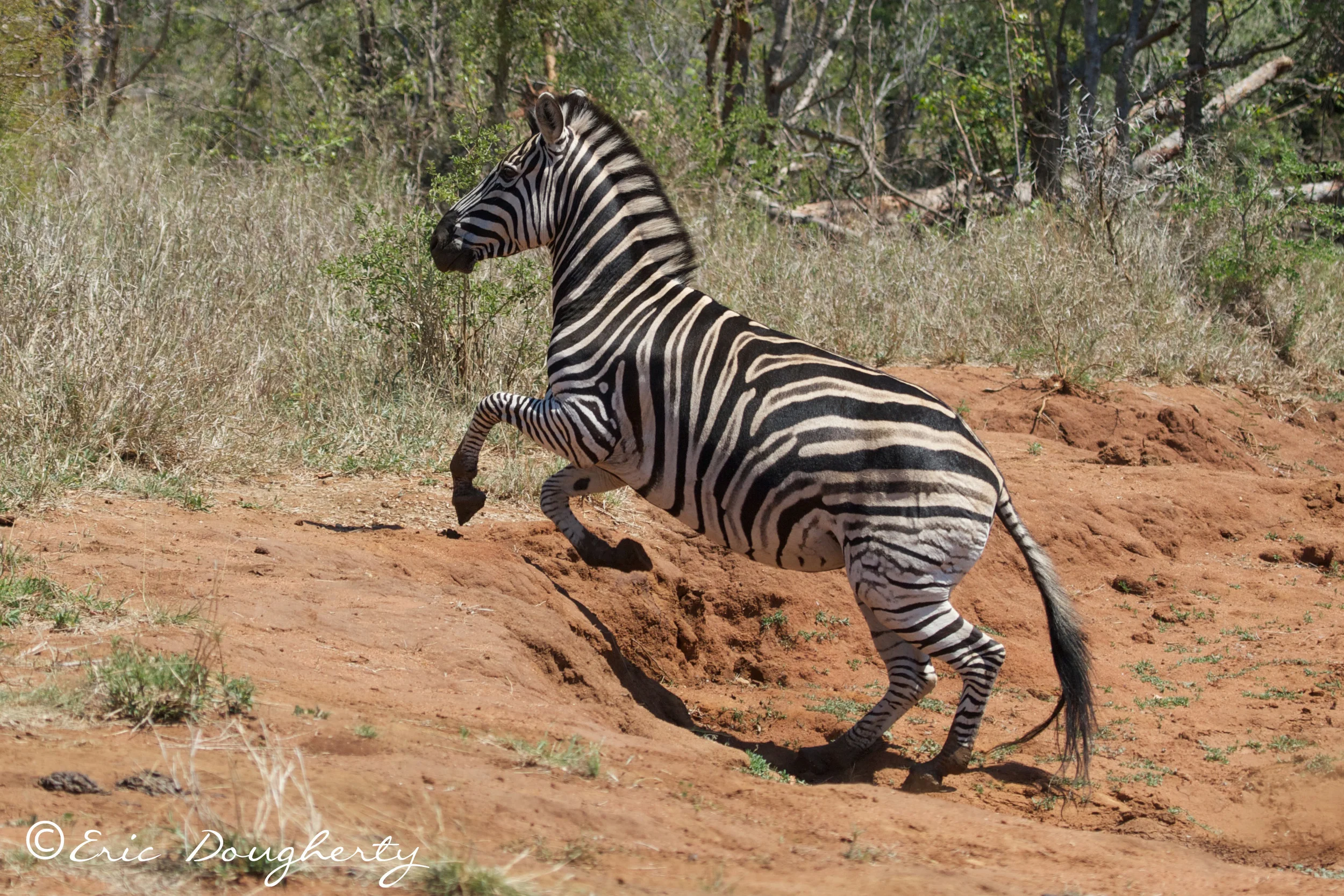 Plains Zebra