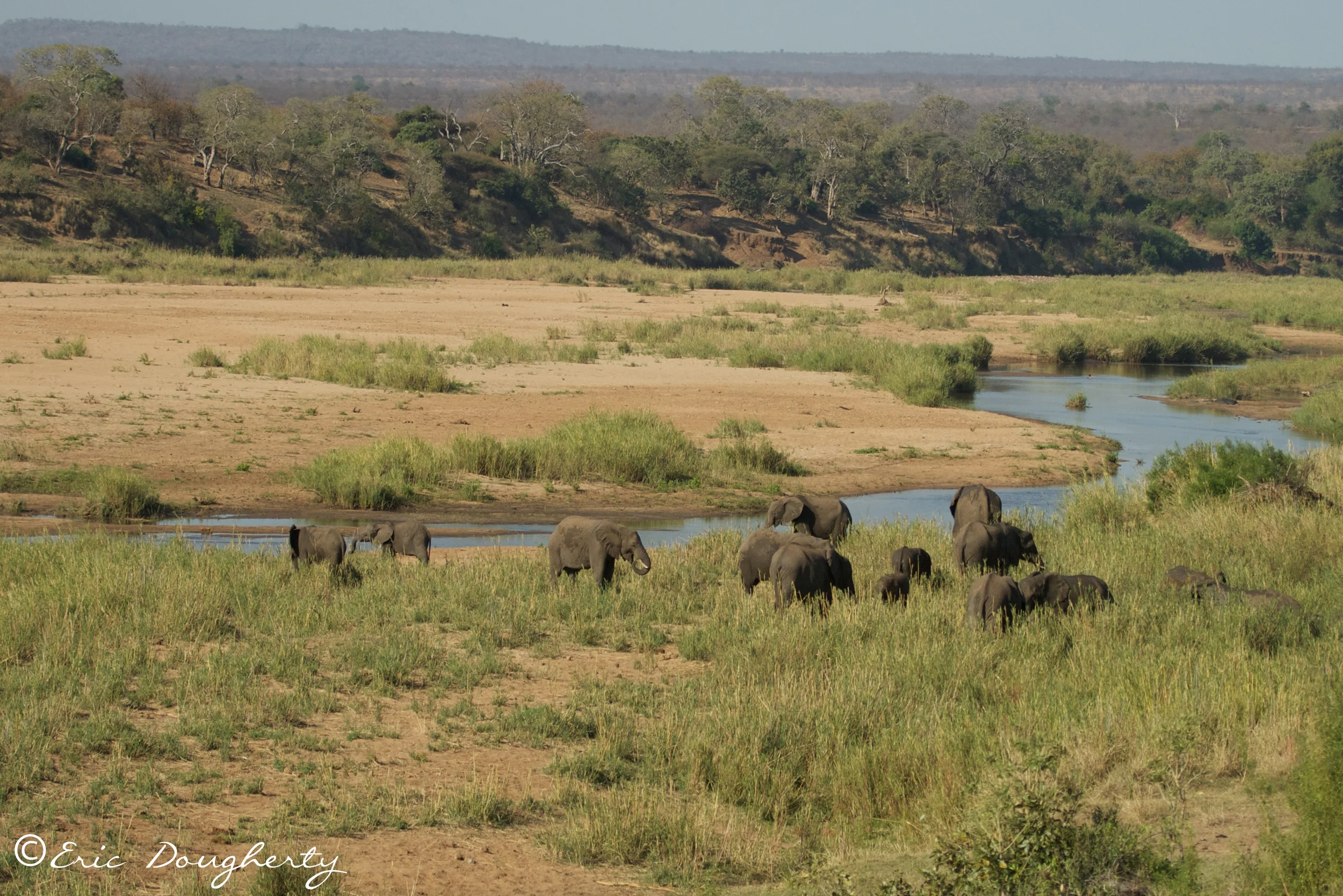 African Elephant Herd