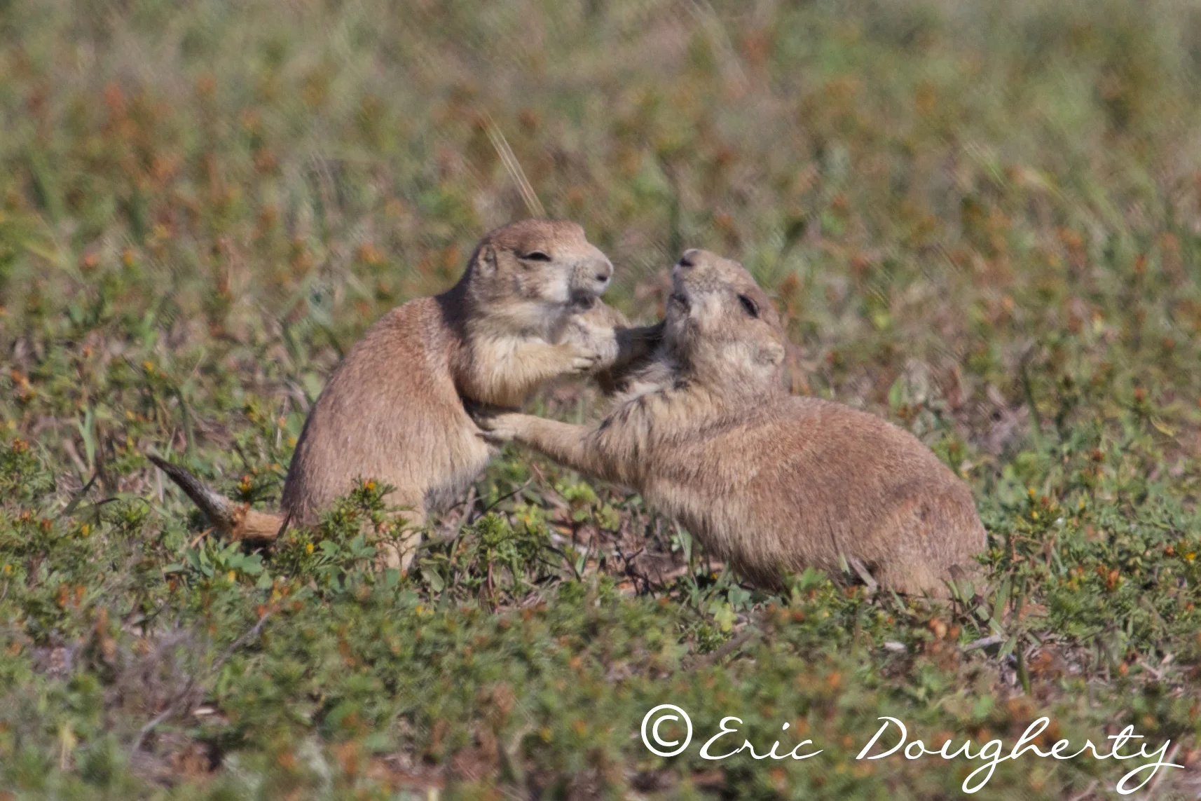 Prairie Dog Sparring