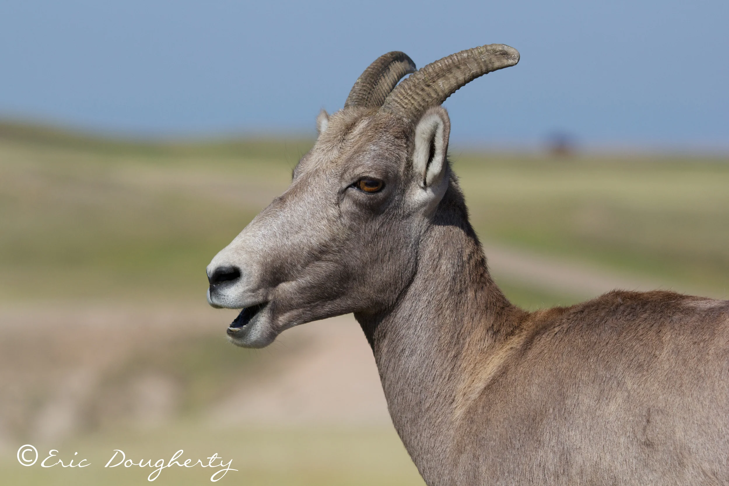 Bighorn Sheep Headshot