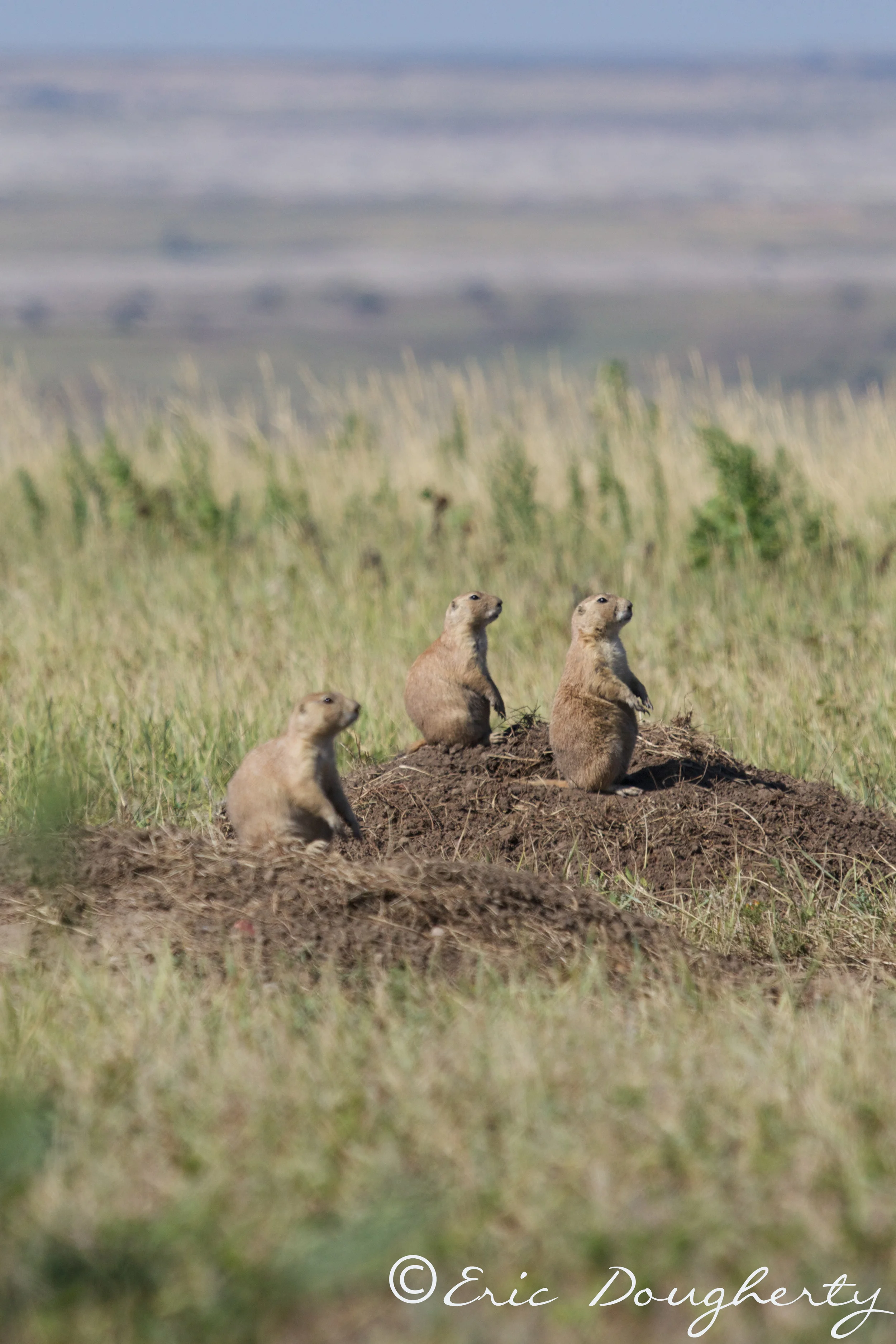 Prairie Dog Lookout
