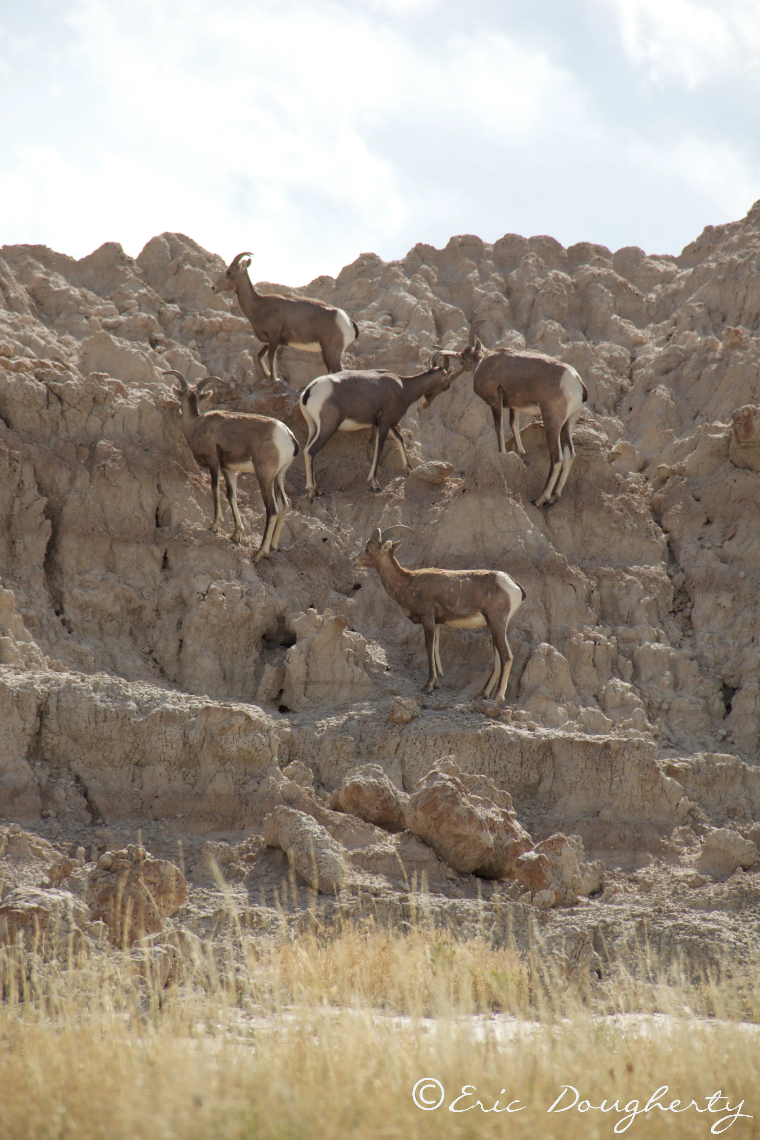 Bighorn Sheep