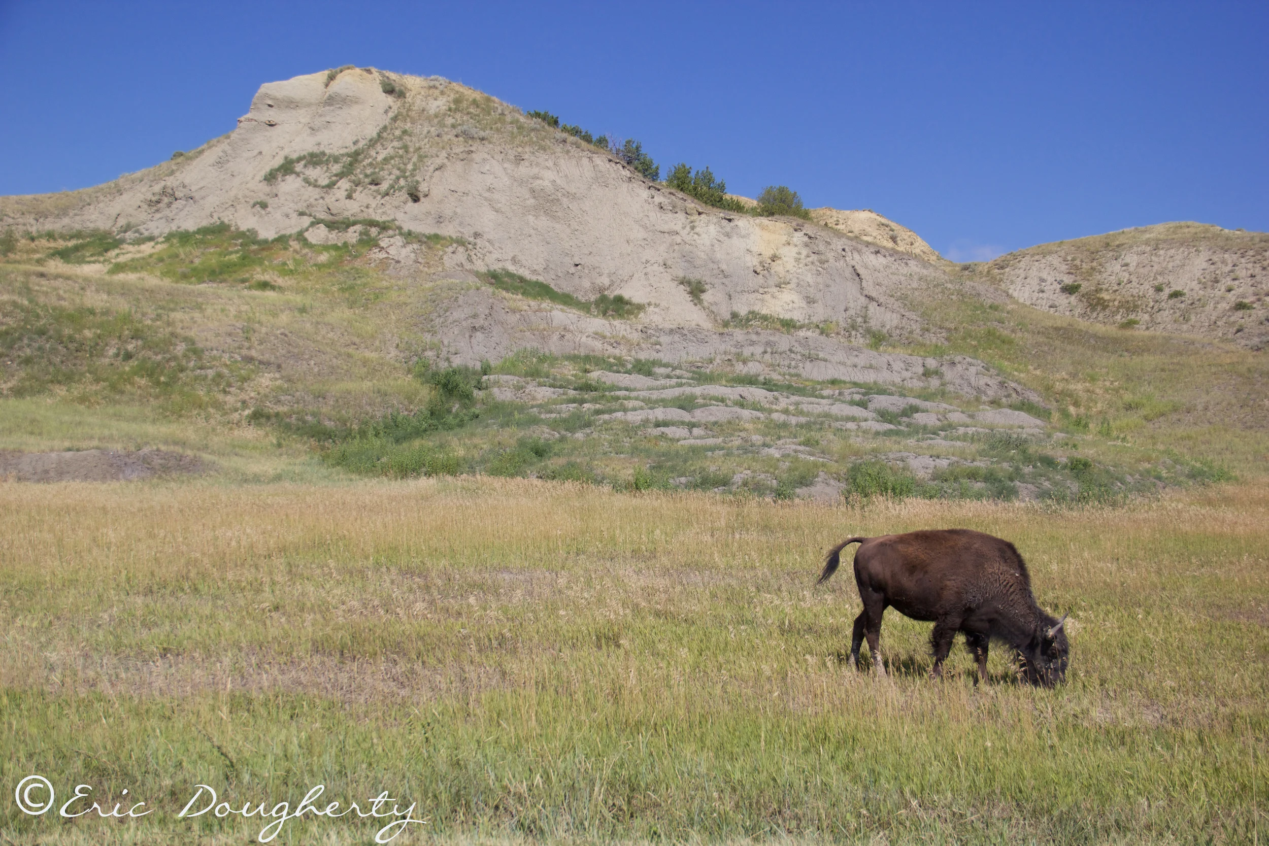 Bison Grazing