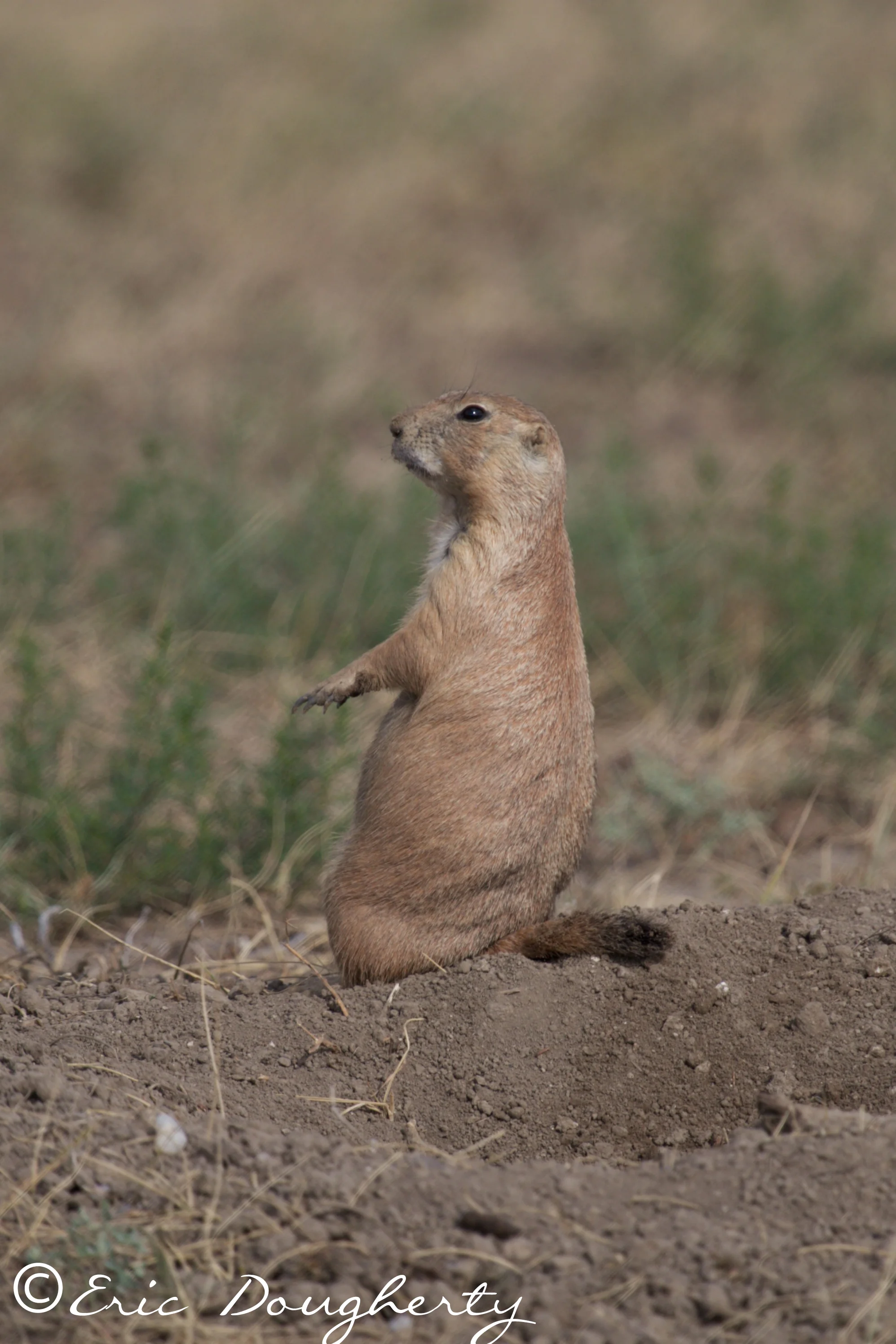 Prairie Dog