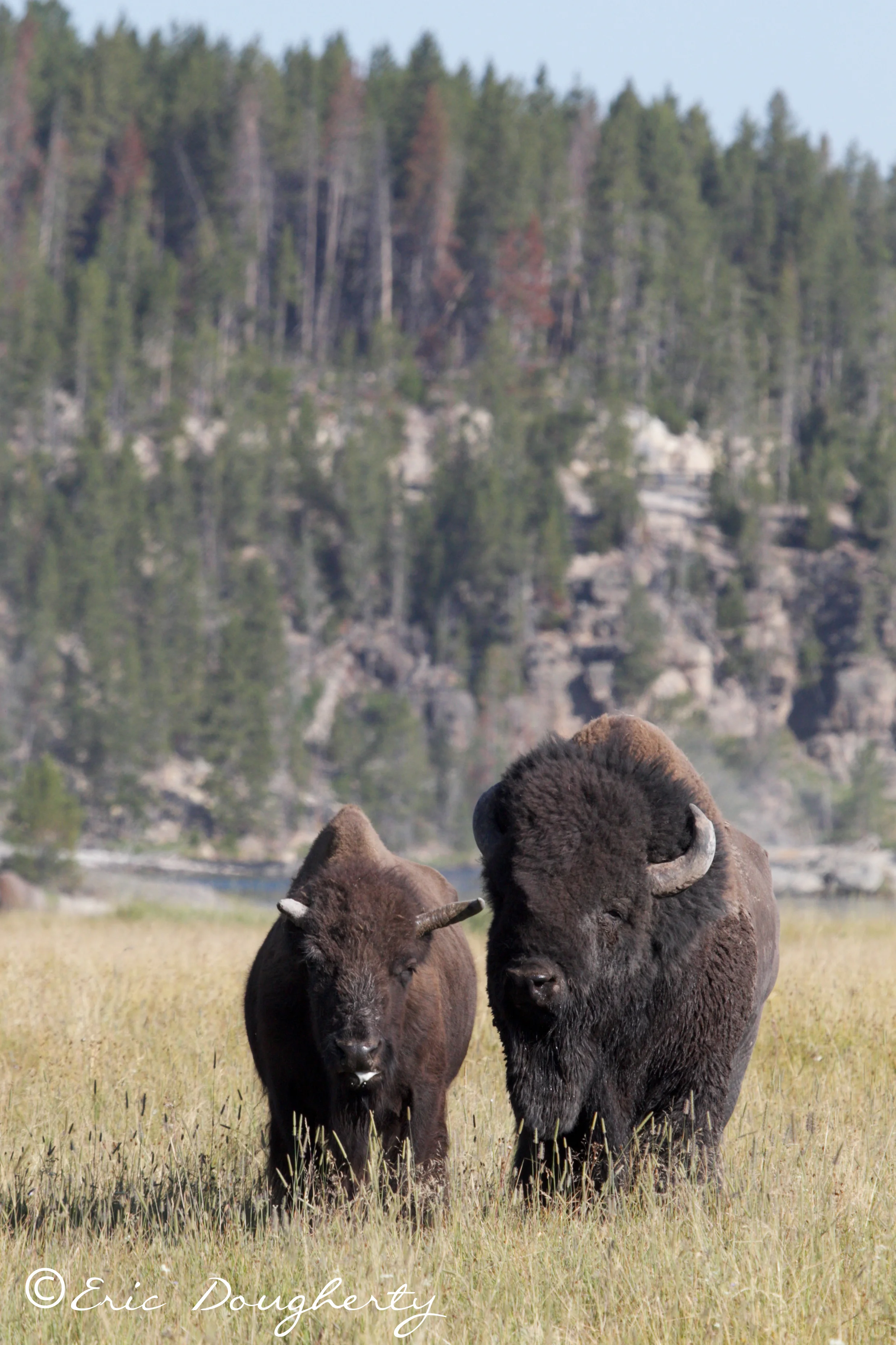 Bison Pair