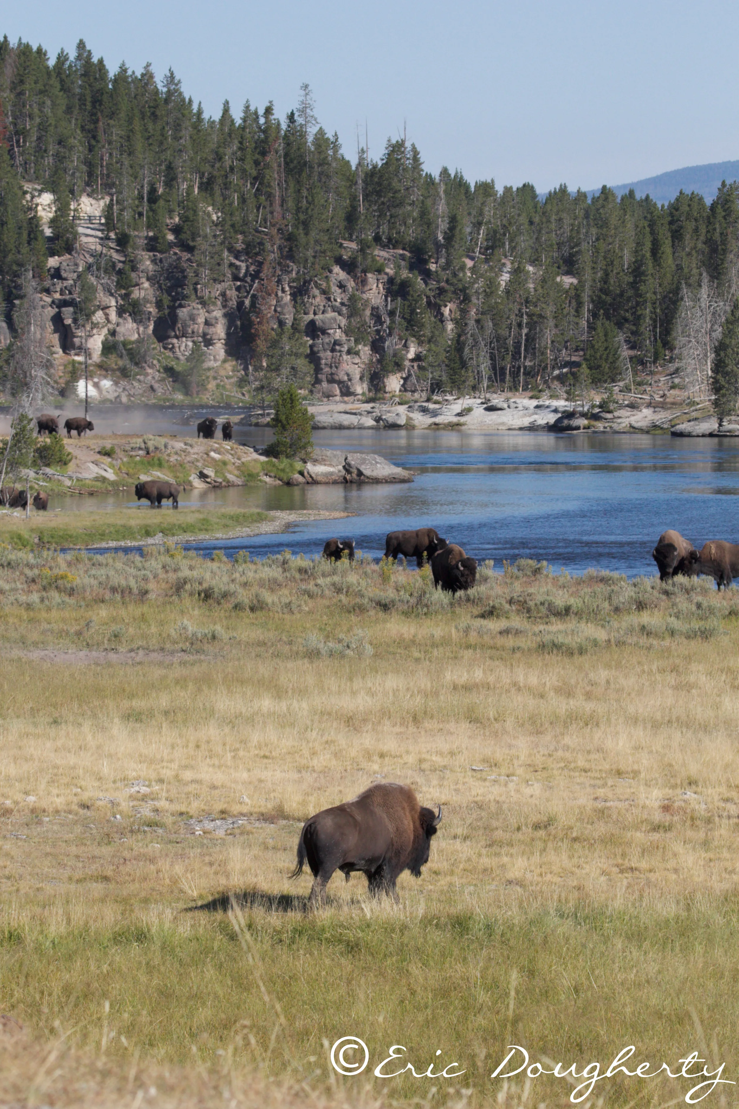 Bison by the River