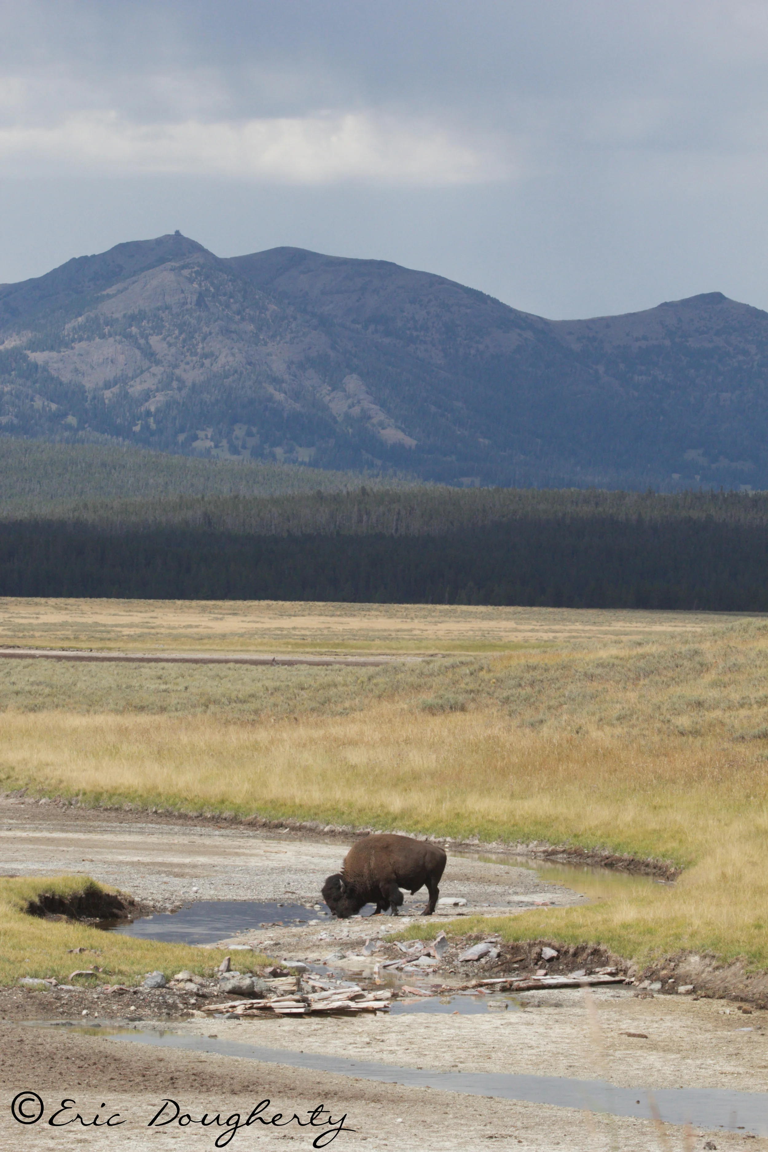 Bison Drinking