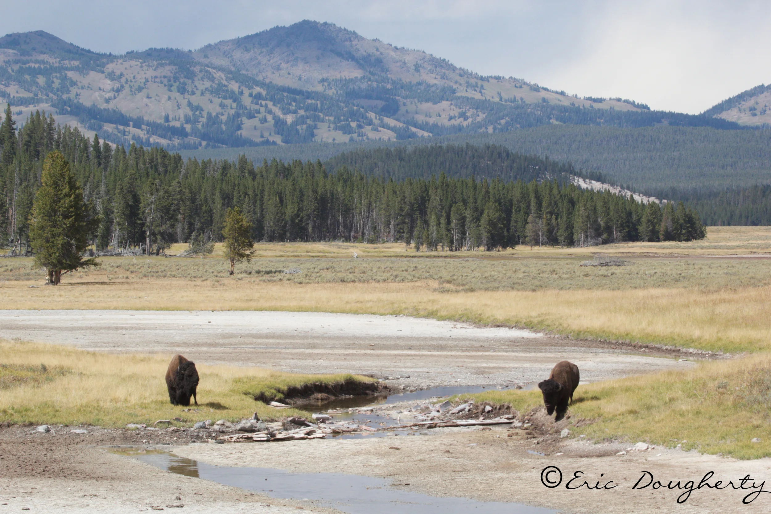 Bison Landscape
